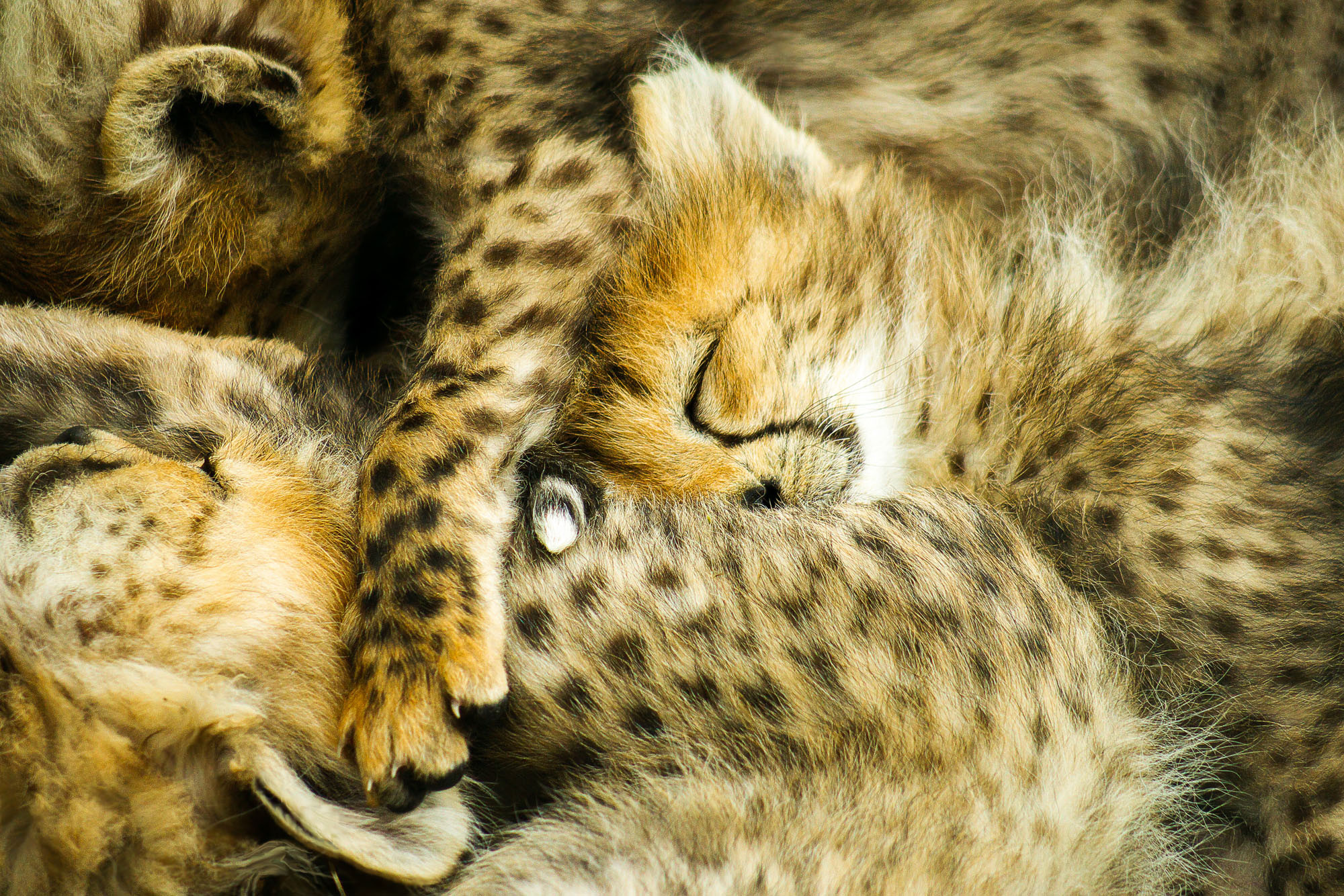 Here's how you can have a sleepover with a baby cheetah
