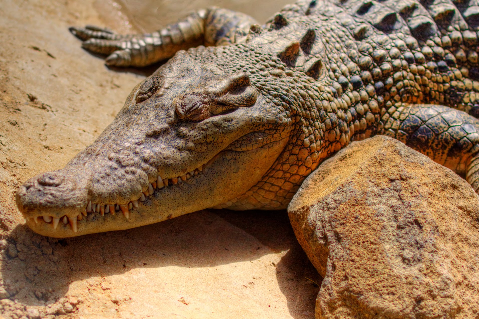 Sleeping crocodile photo