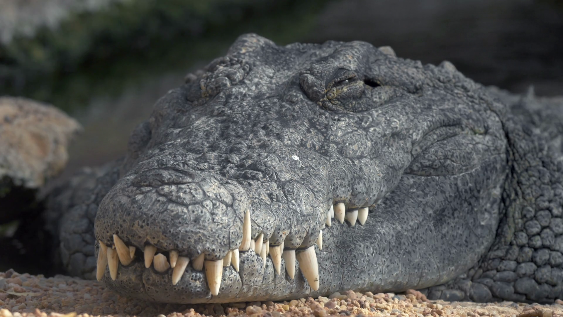 Close-up shot of a crocodile with big teeth sleeping with his head ...