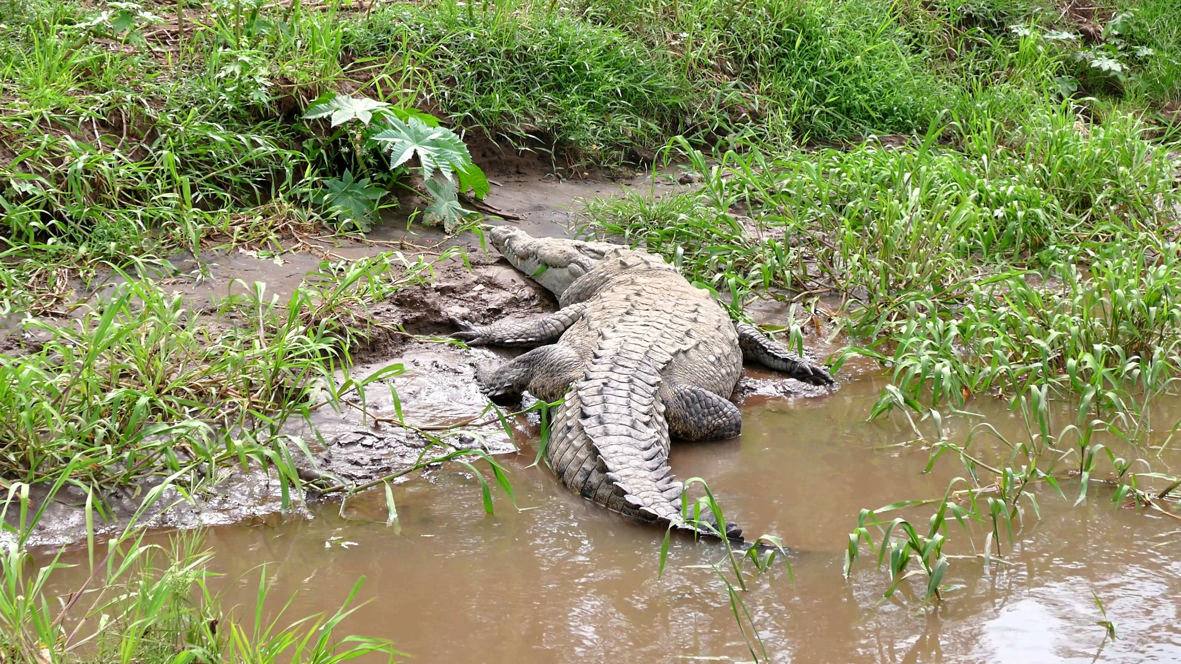 Wildlife Wild Animal Reptile American Crocodile Sleeping In Costa ...
