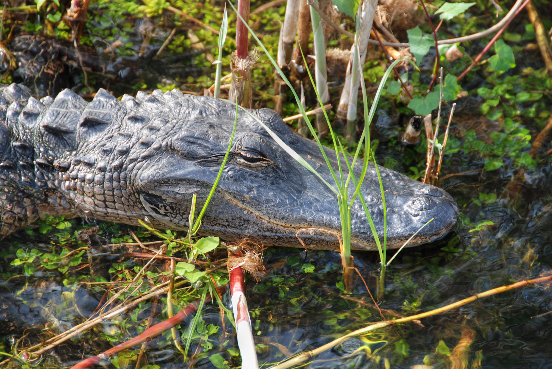 Sleeping crocodile, everglades, florida photo