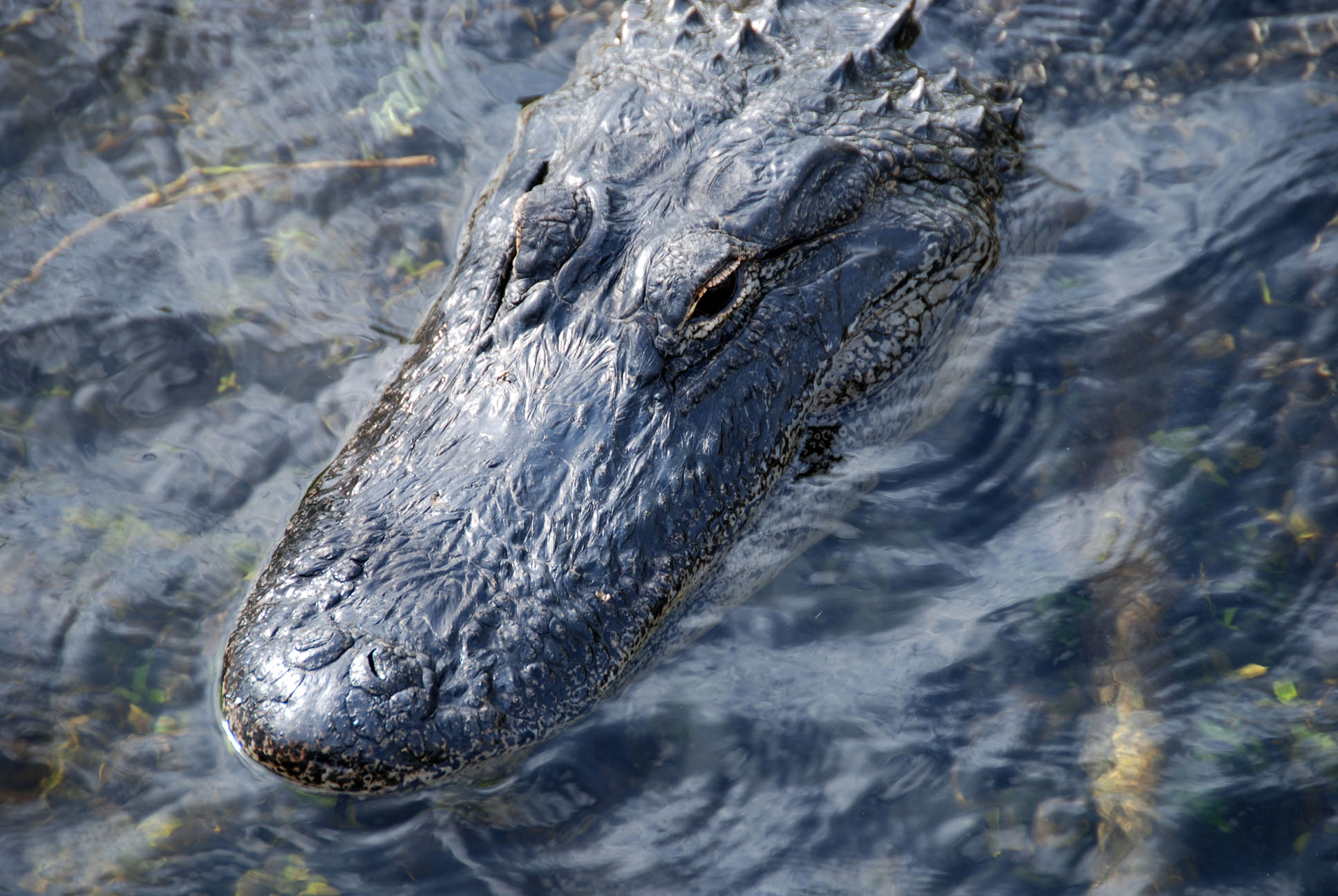 Sleeping Crocodile, Alligator, Amphibian, Animal, Bag, HQ Photo