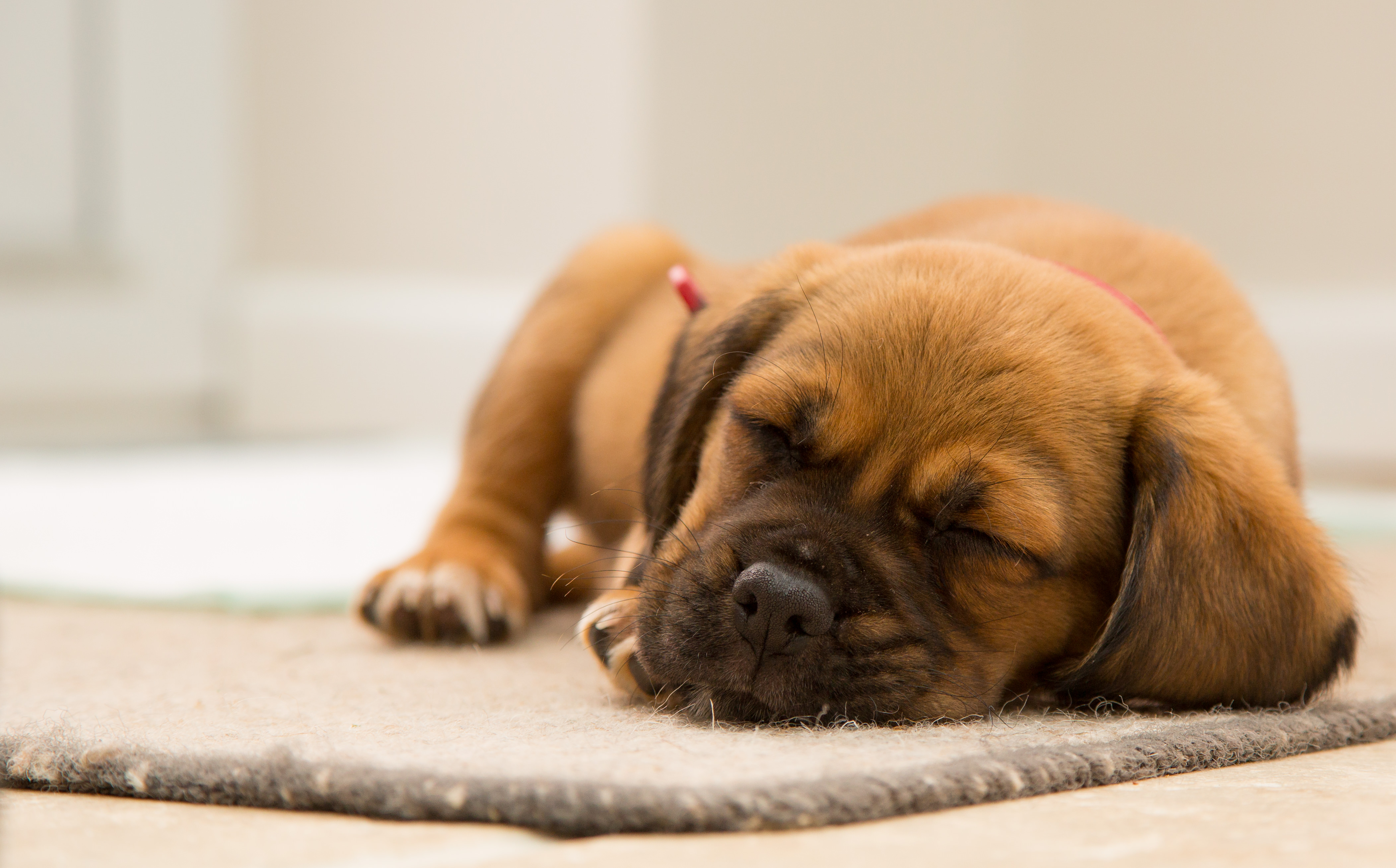 How to Teach Your Puppy to Sleep Through the Night? – PledgeCare