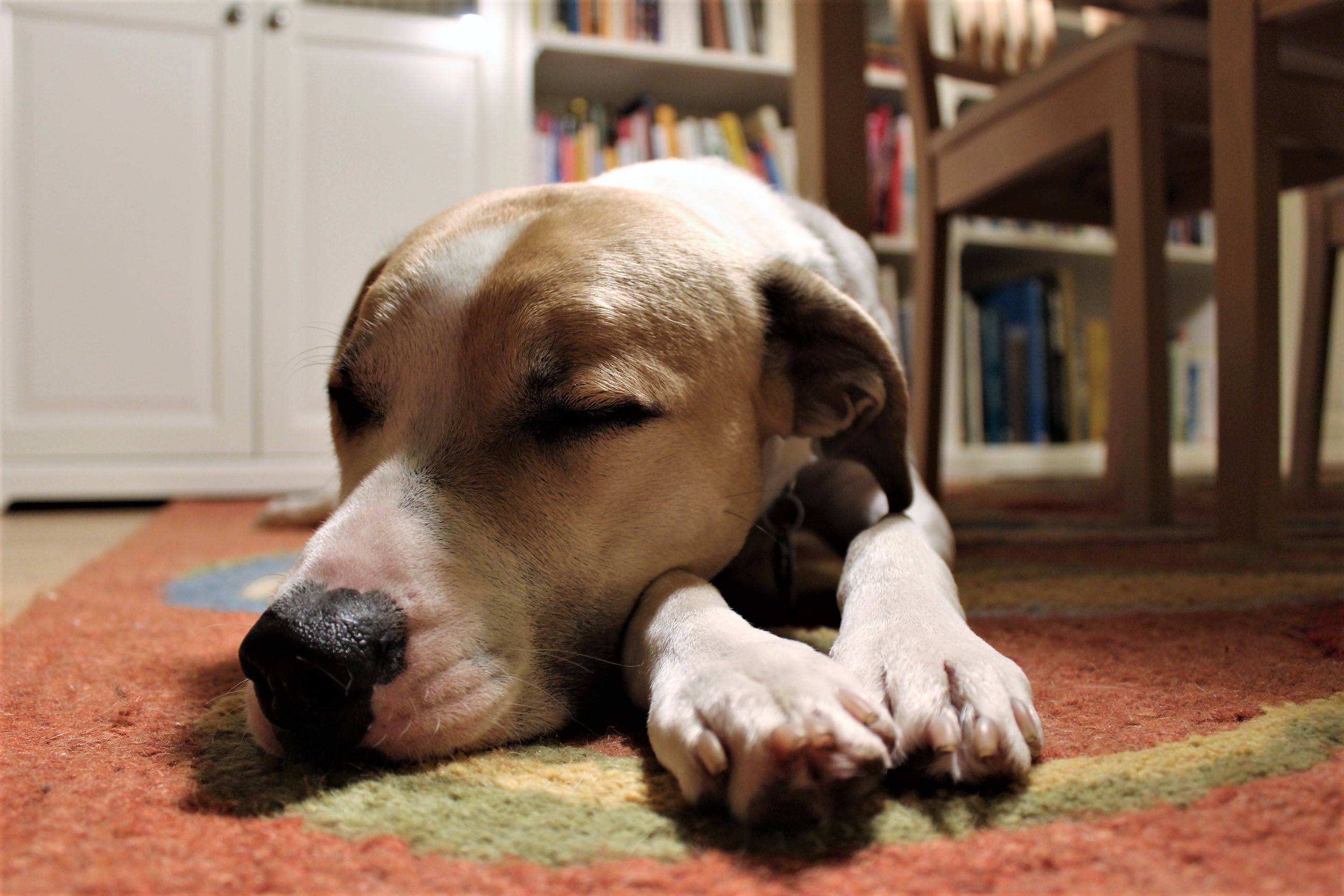 File:Sleeping dogs lie (31001440016).jpg - Wikimedia Commons