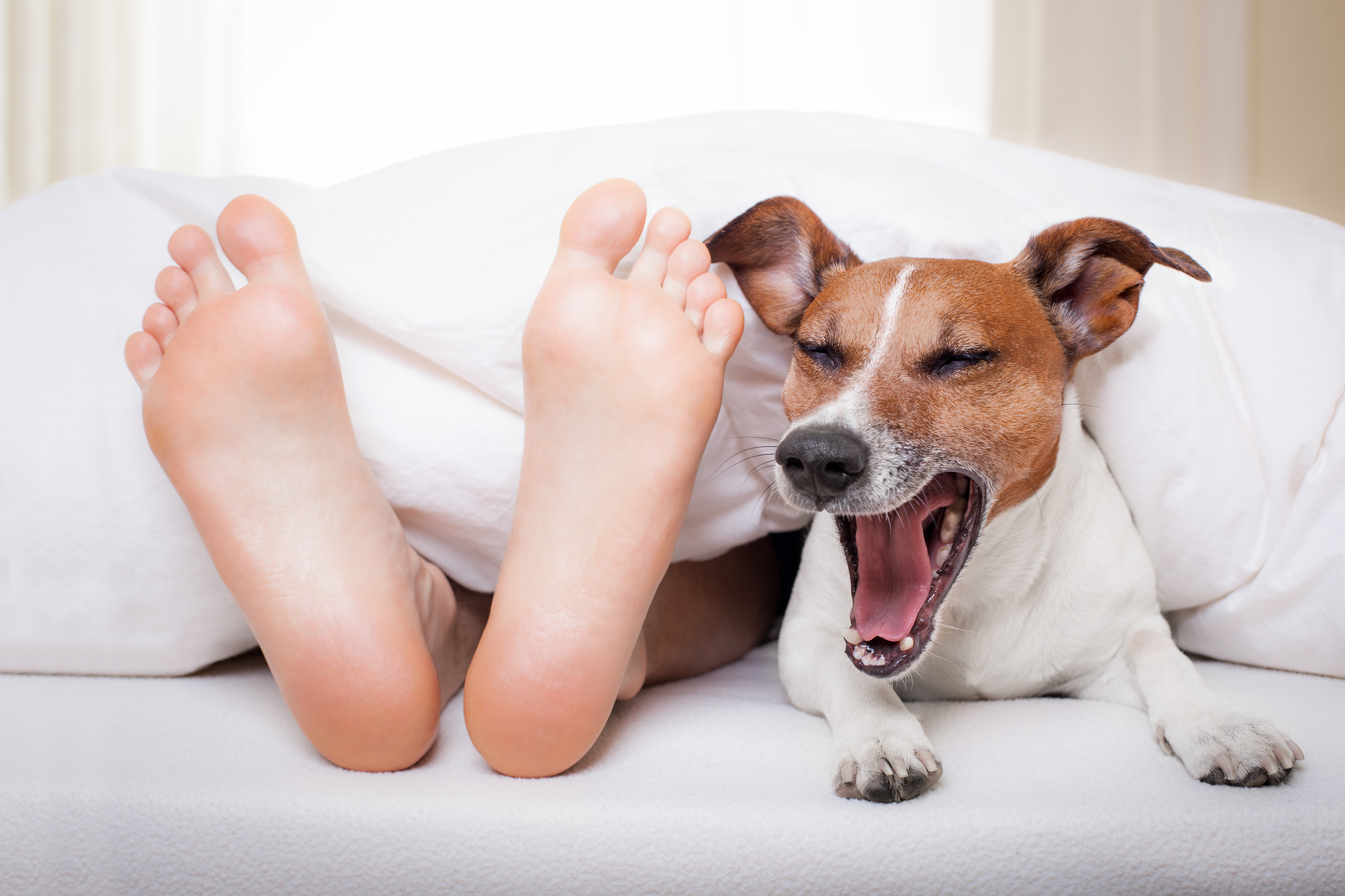 Is co-sleeping ok? - Dogslife. Dog Breeds Magazine