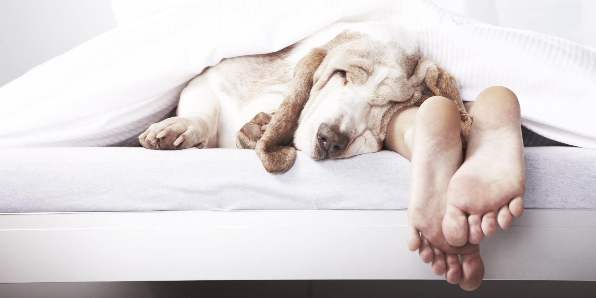 True Confession: I have slept with over 10 dogs - Daily Post Nigeria