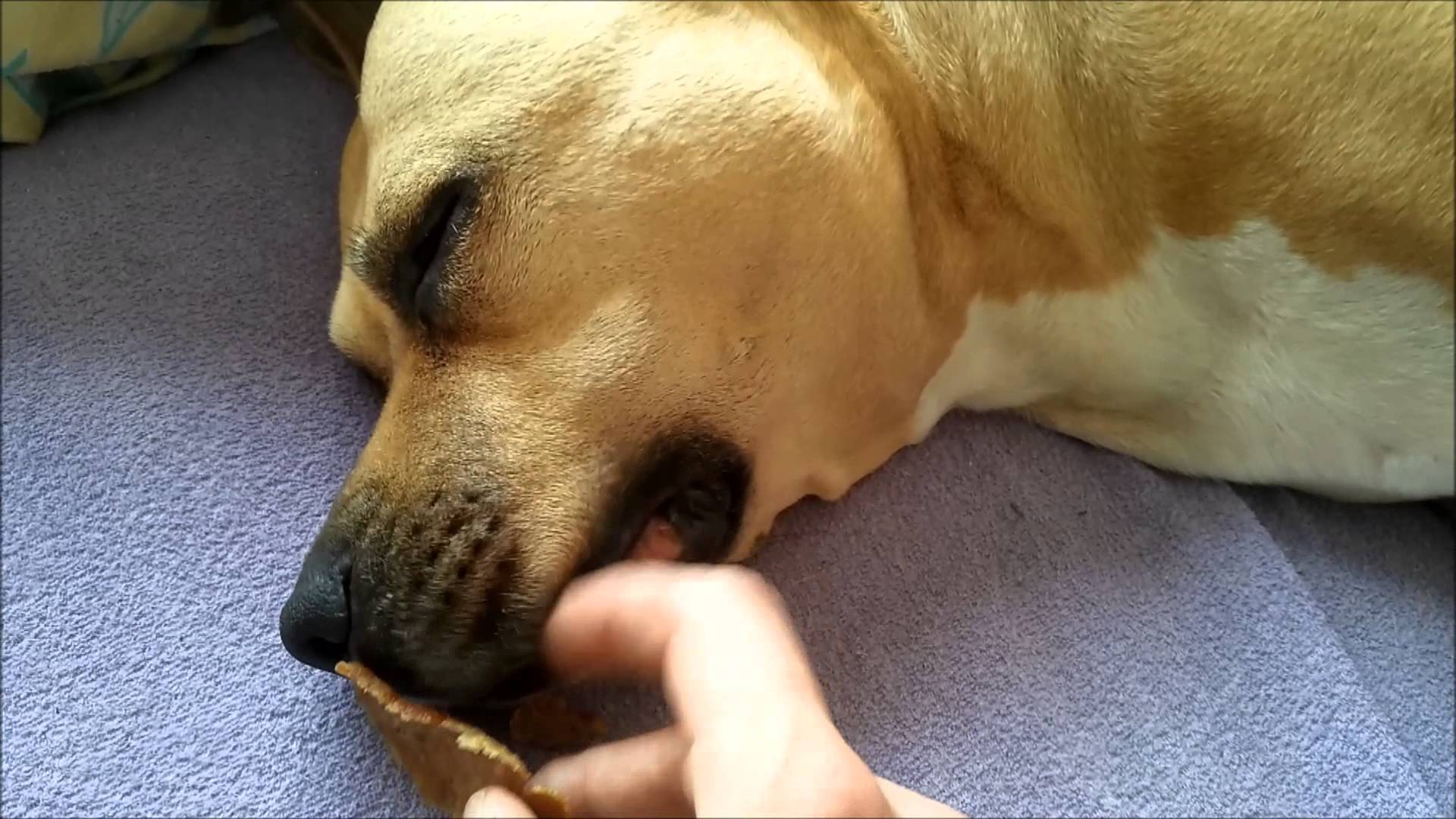 Very deep sleep dog with meat in its mouth | Śpiący pies z mięsem w ...