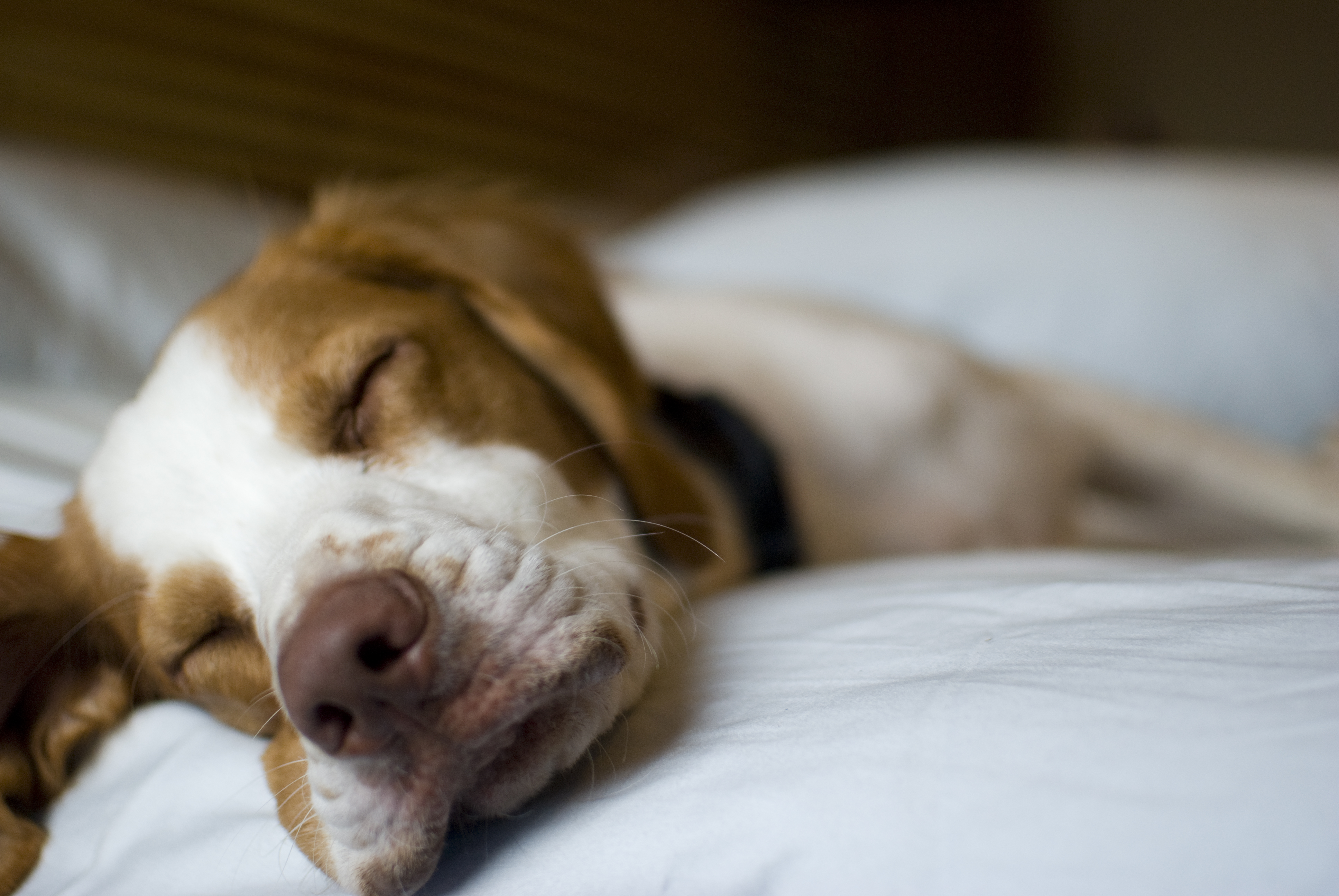 A sleeping dog is a blessed thing – www.andruswilliams.com