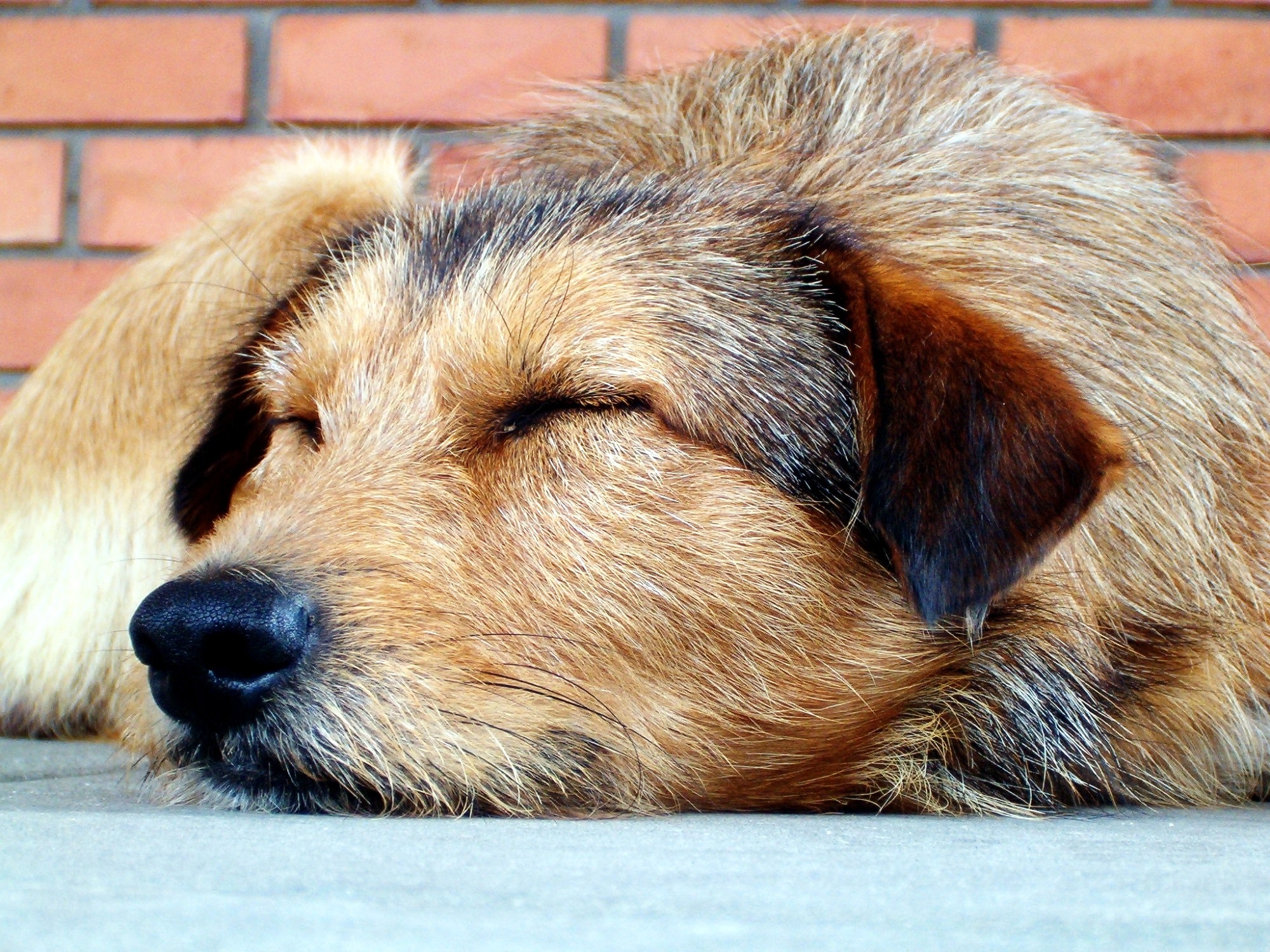 Free stock photos of sleeping dog · Pexels