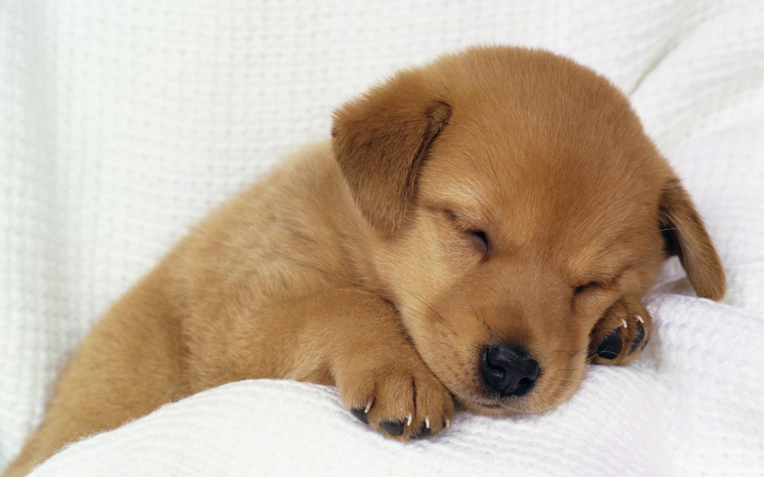 Cute Sleeping Dogs HD Wallpaper, Background Images