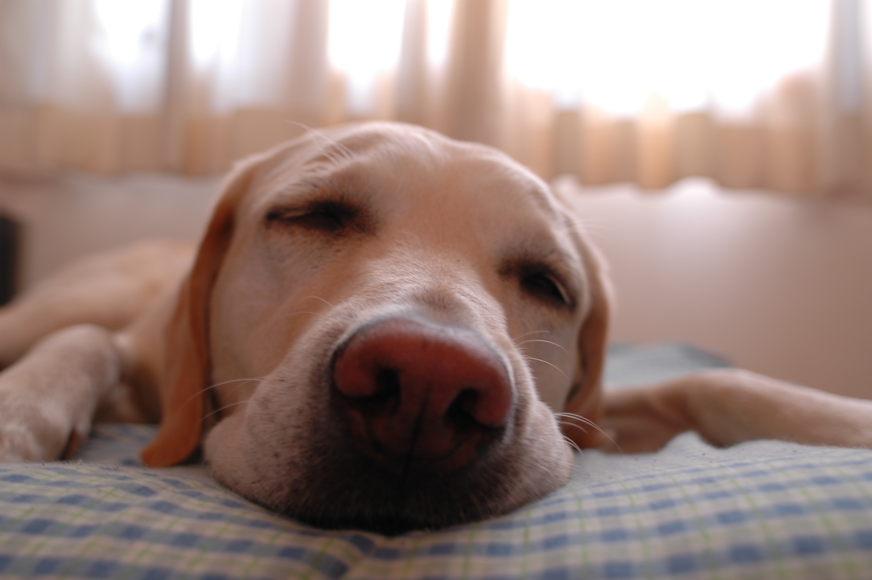 File:Dog.in.sleep.jpg - Wikimedia Commons