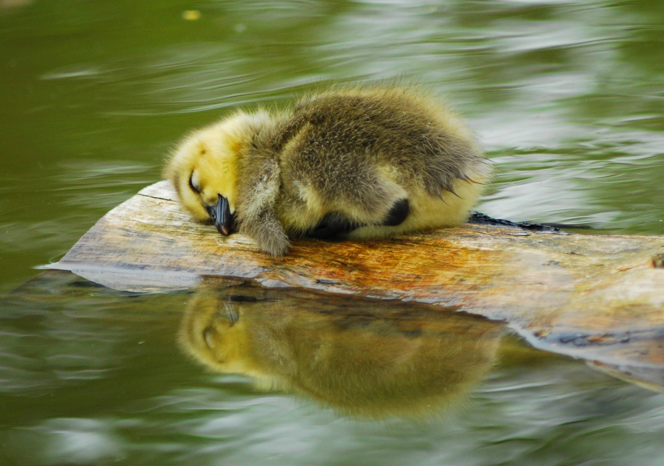 Sleepy duckling - Imgur