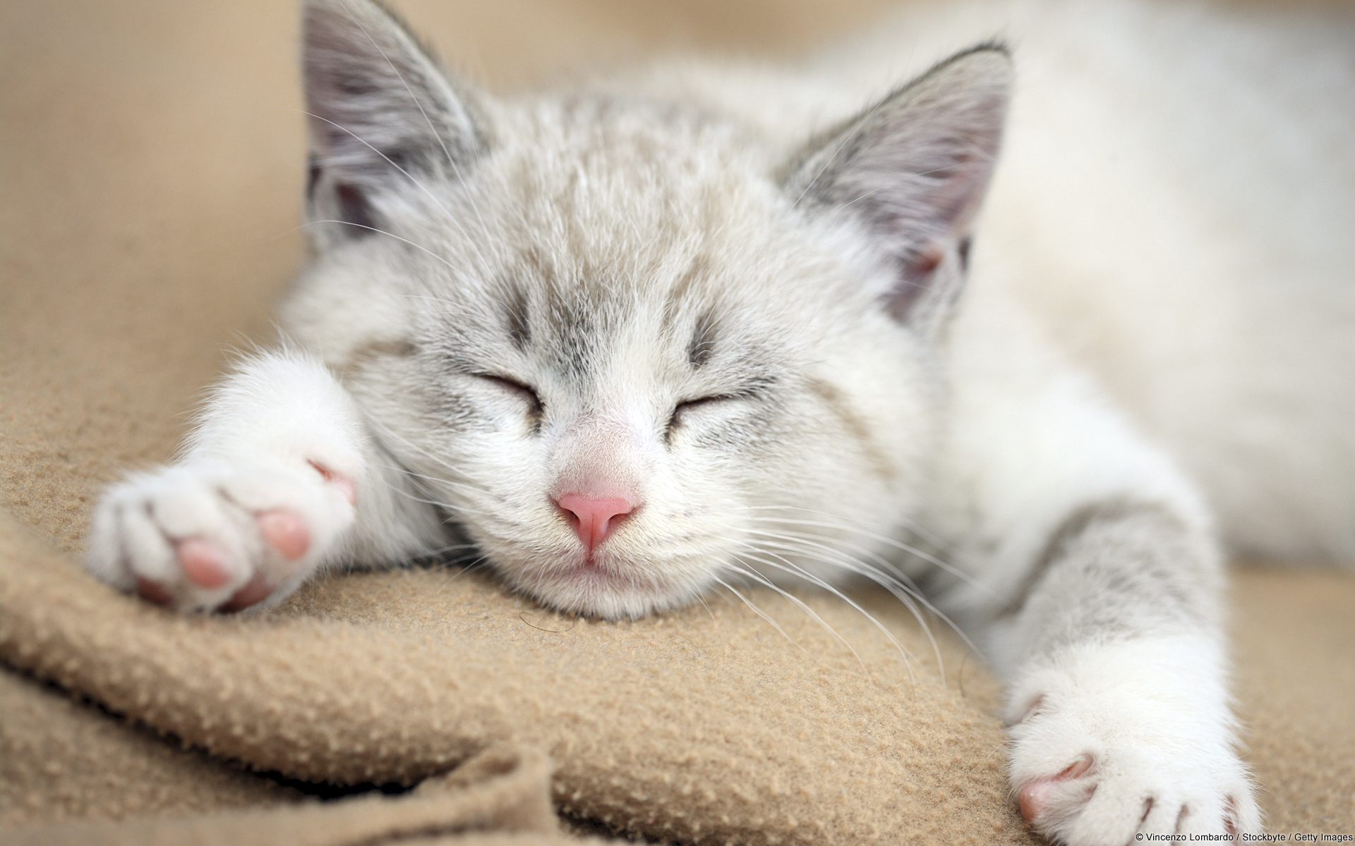 Sleeping Kitten - WallPaper