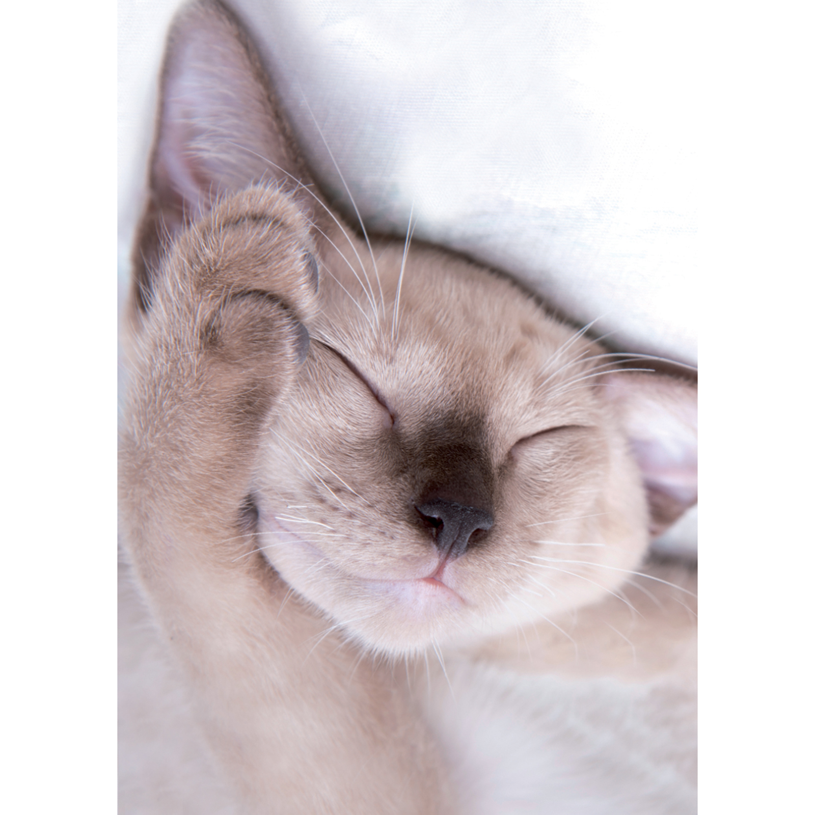 Cats Protection Mini Notecard Pack - Sleeping Kitten | Buy from the ...