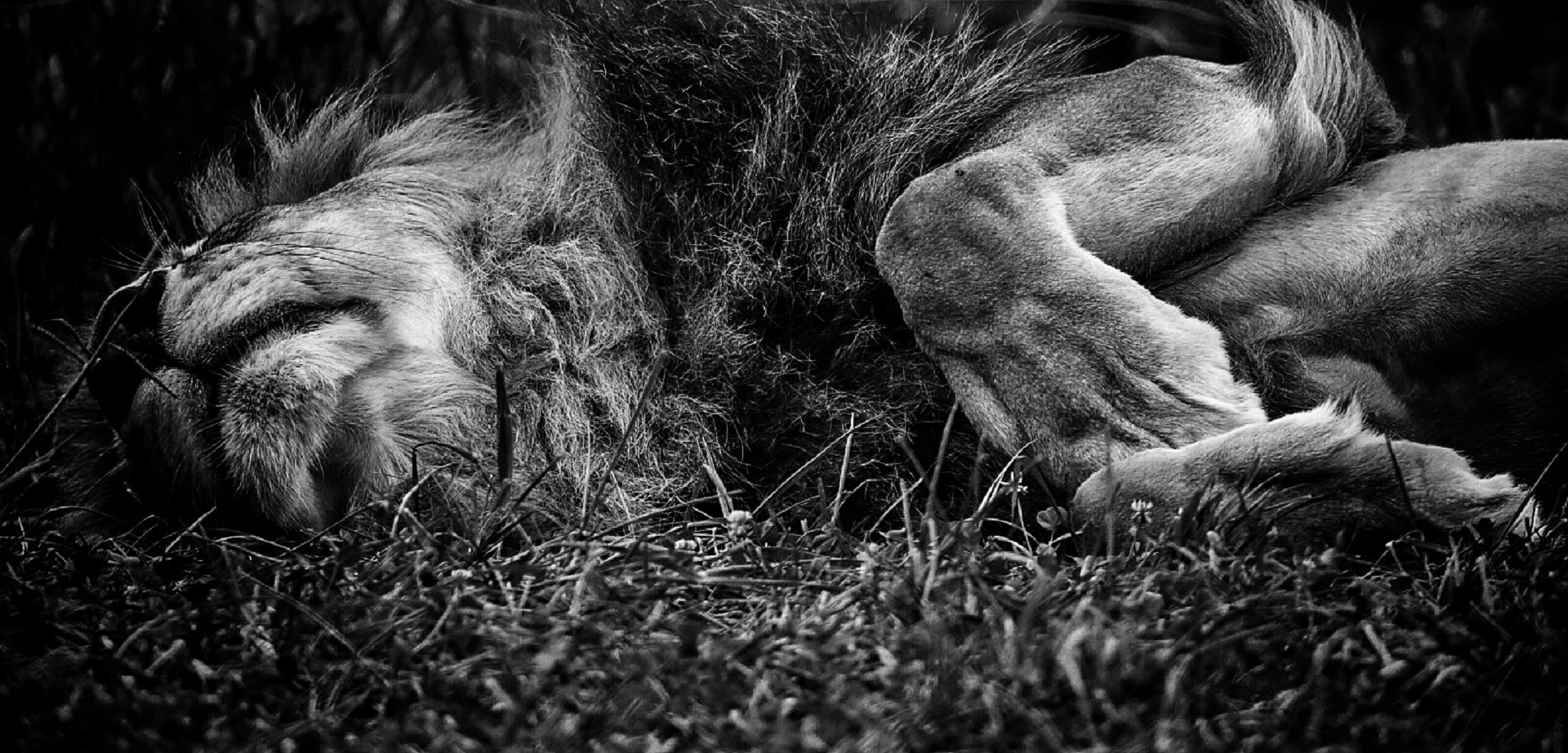 Sleeping lion photo