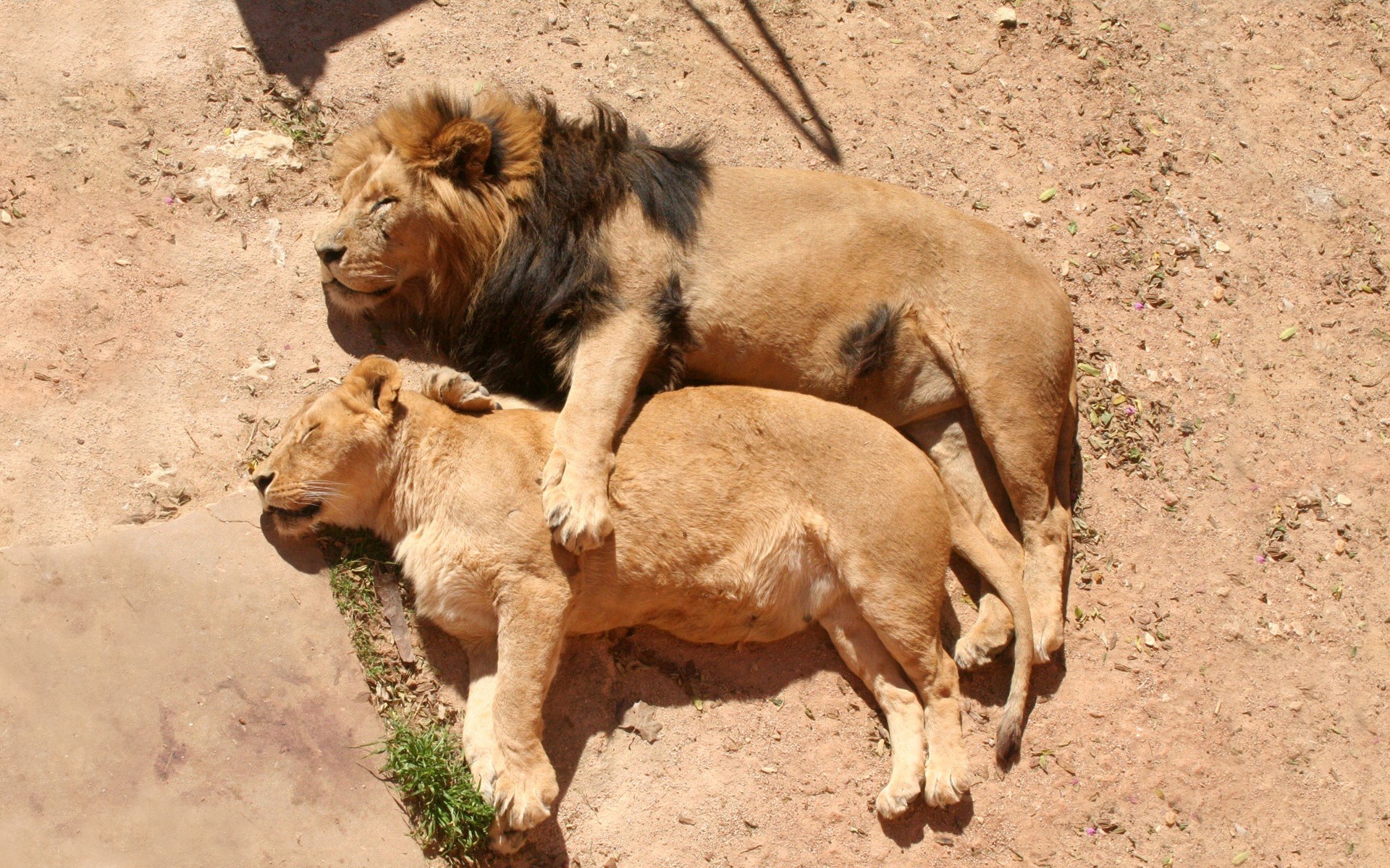 Animals: Family Sleeping Lion Best Wild Animal Photo for HD 16:9 ...