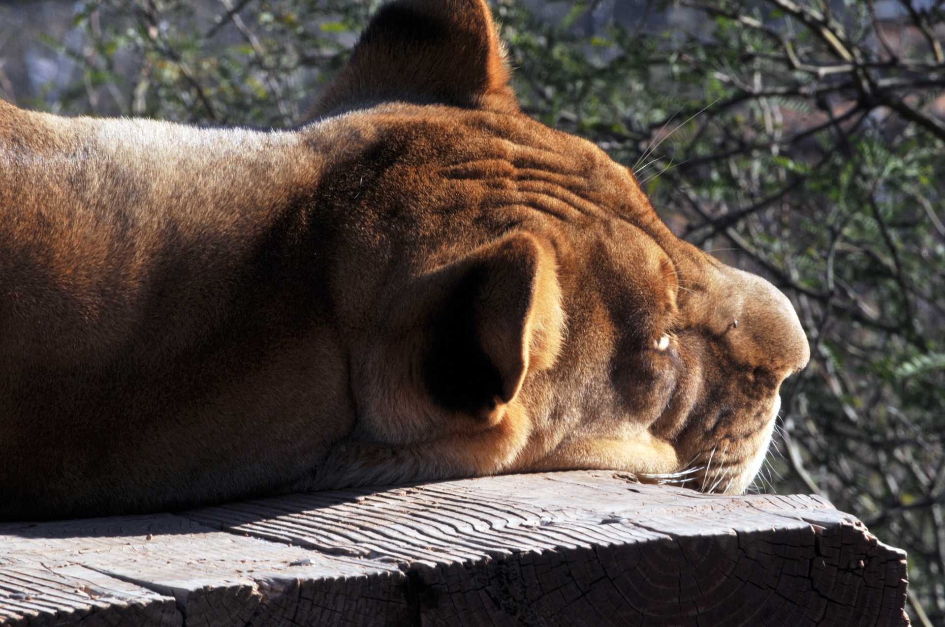 Sleeping Lioness Free Stock Photo - Public Domain Pictures