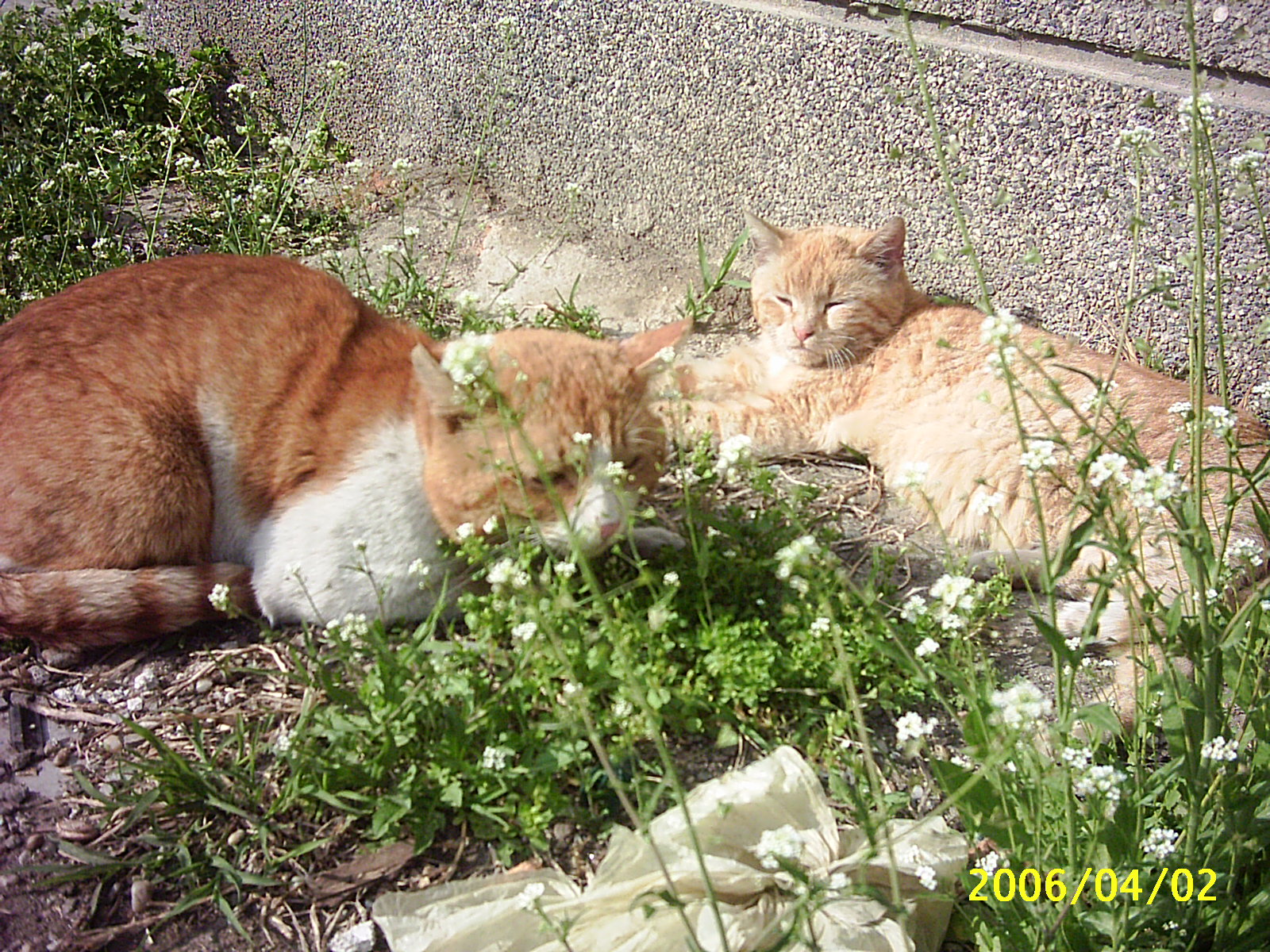 Free photo: Sleeping on the sun - Animals, Bspo06, Cats - Free Download ...
