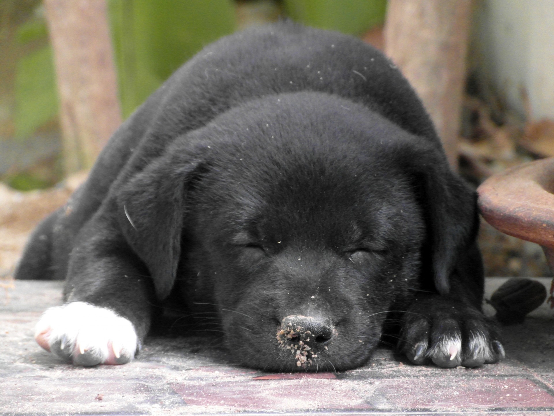 Sleeping Puppy Free Stock Photo - Public Domain Pictures