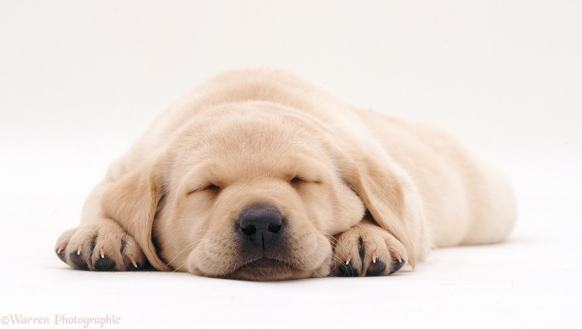 Dog: Sleeping Labrador puppy photo WP11167