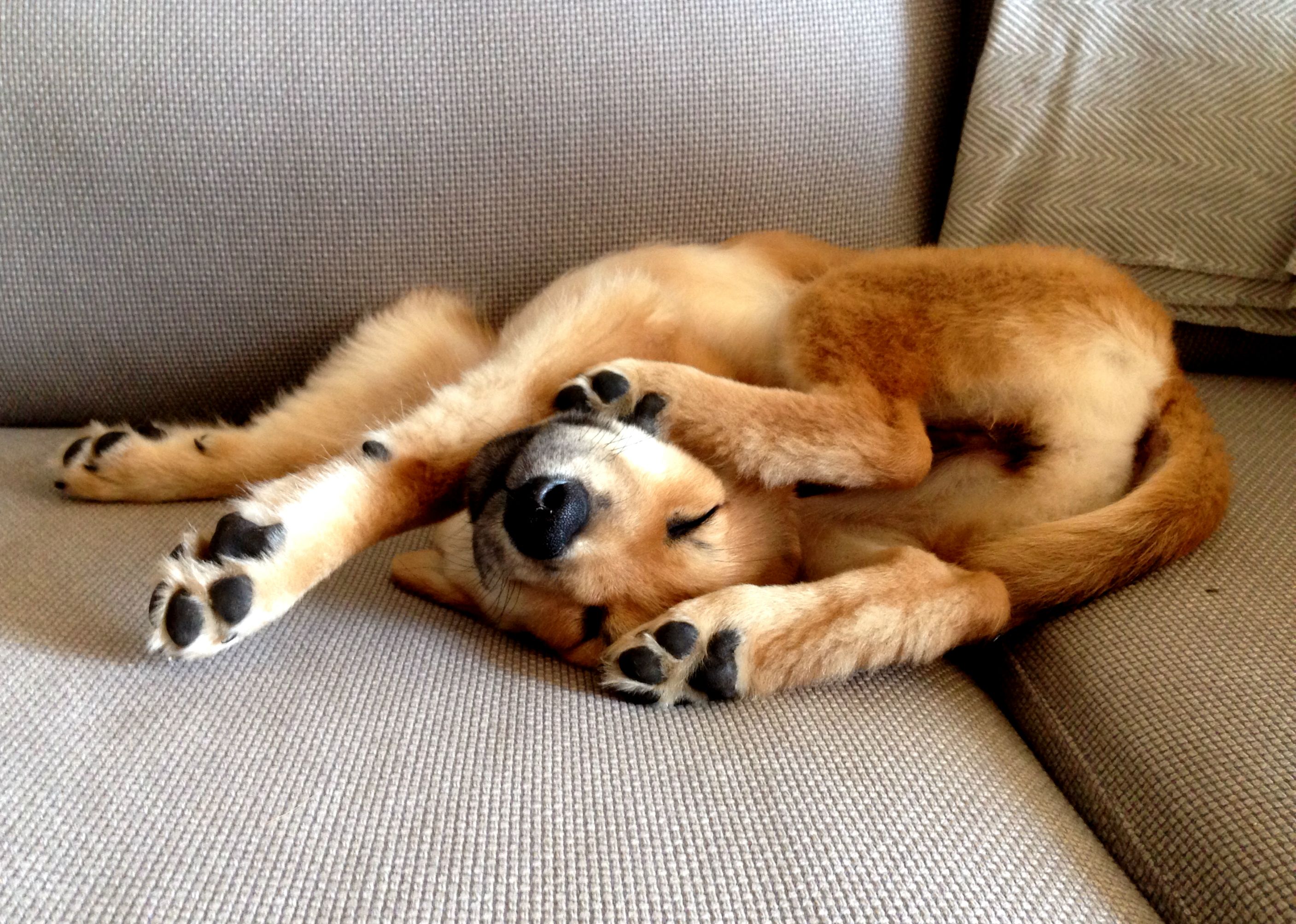 Собака на руках во сне