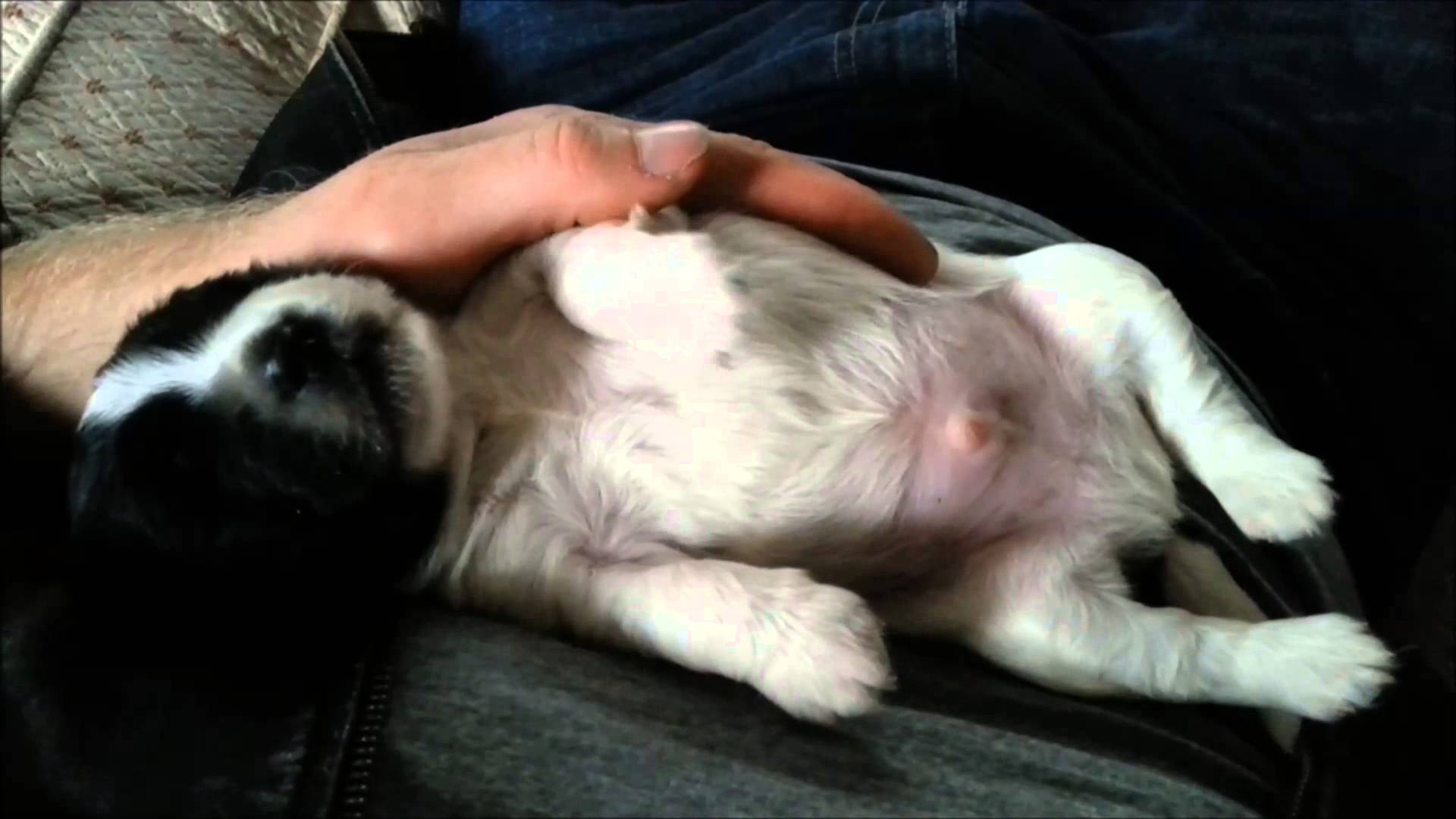 SLEEPING PUPPY Dreaming and Twitching - YouTube