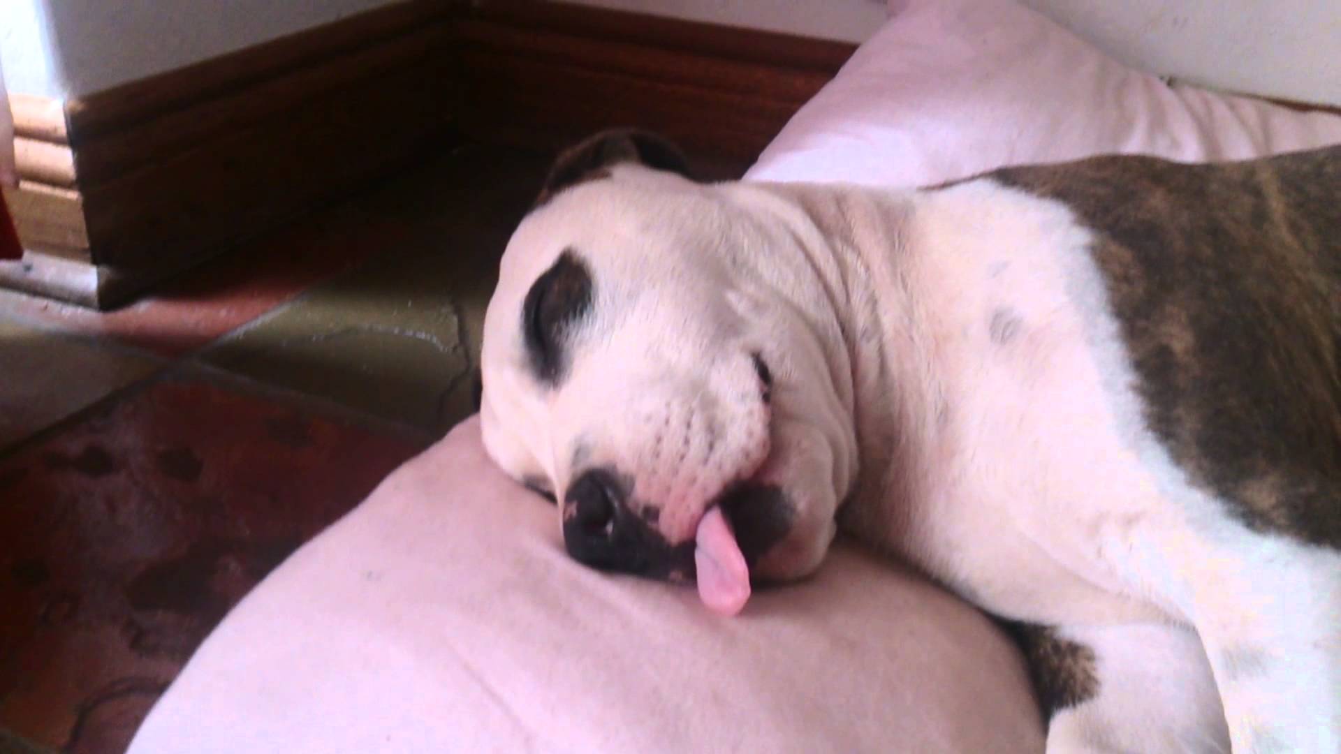 cute pitbull puppy sleeping with his tongue out - YouTube
