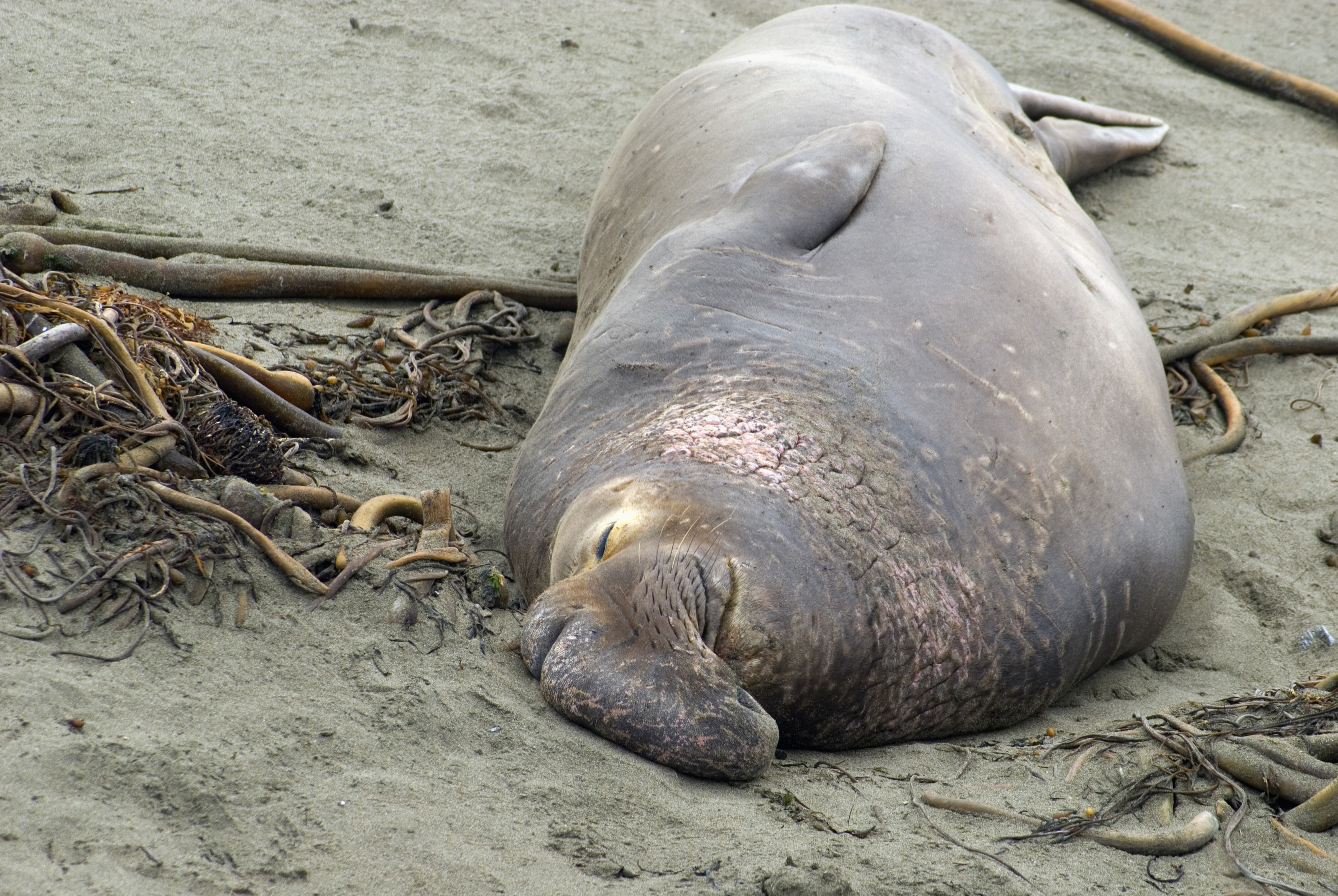 sleeping elephant seal-4978 | Stockarch Free Stock Photos
