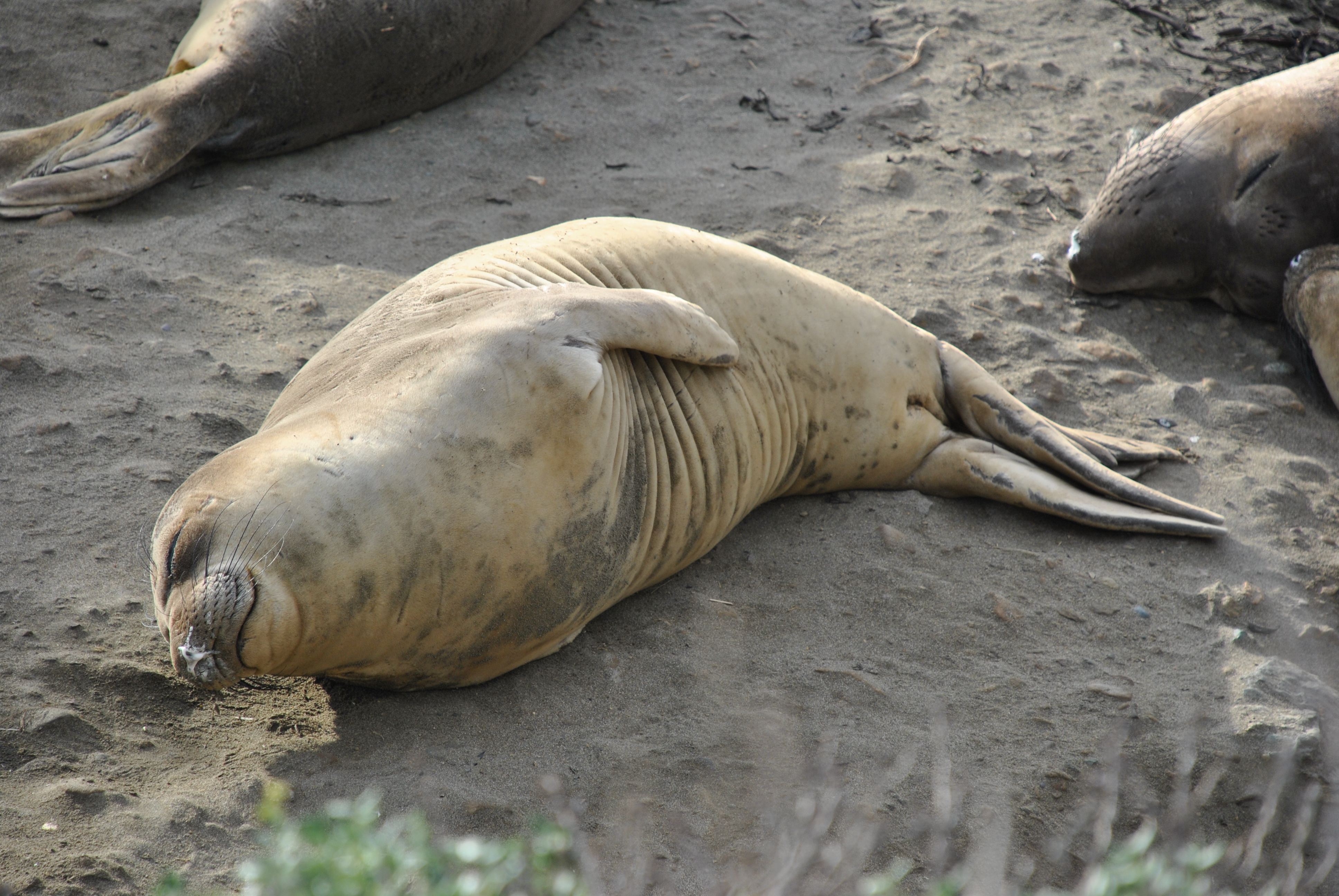 The Majestic Elephant Seal | modeofaide