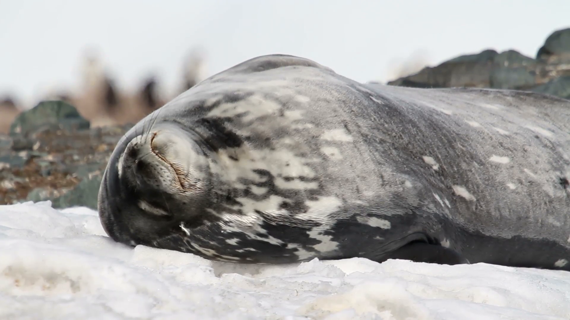 Weddell seal sleeping Weddell seal sleeping on the shore of ...