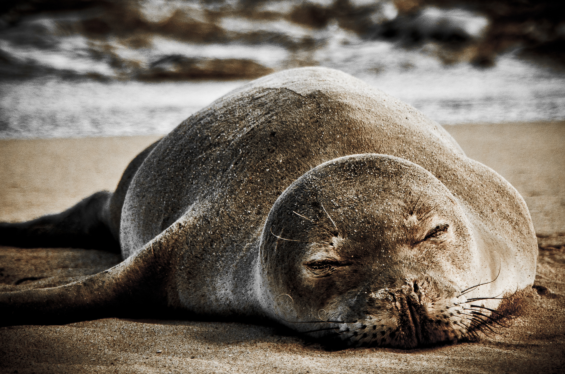 File:Sleeping Hawaiian Monk Seal (5639337229).jpg - Wikimedia Commons