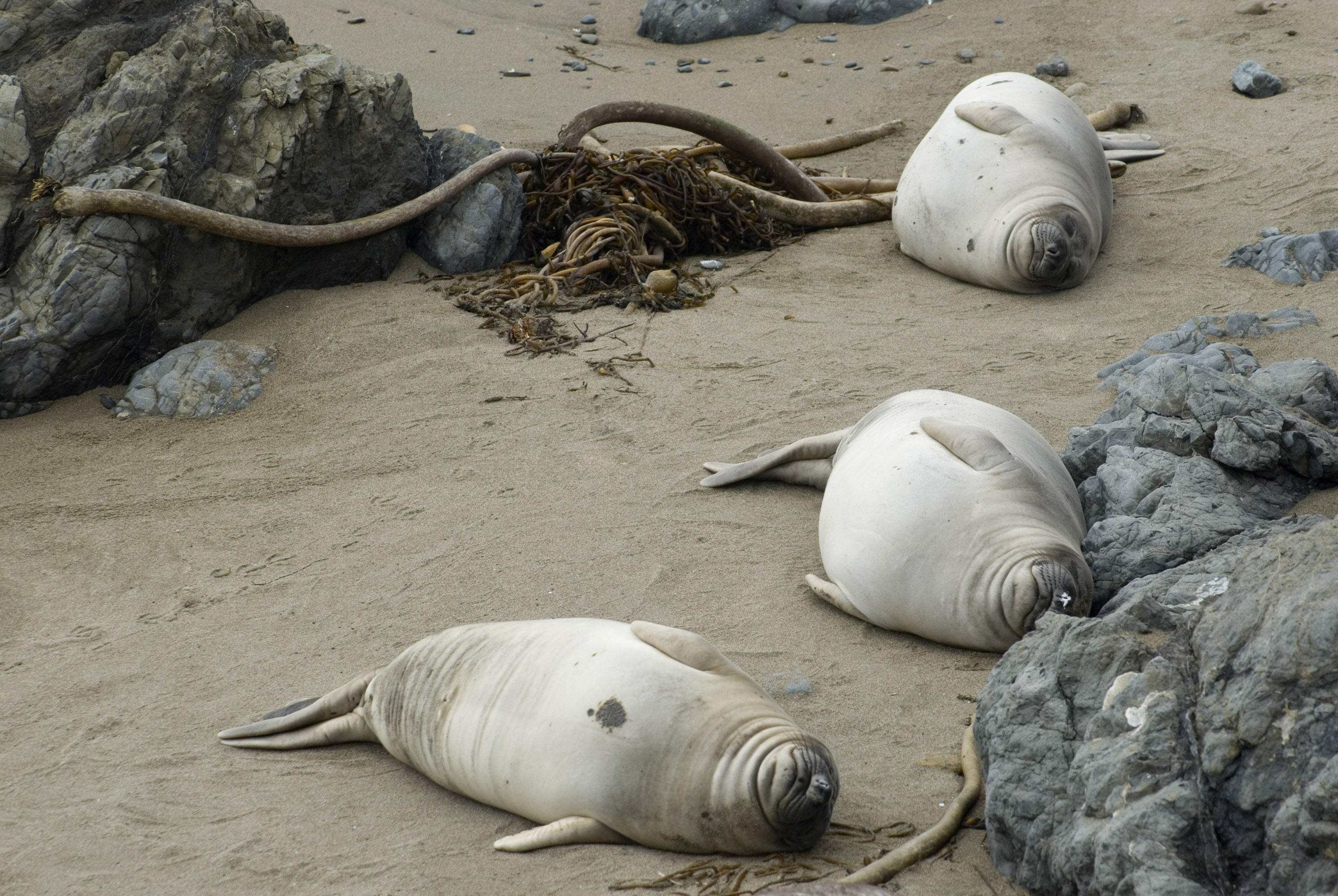 Free Stock Photo 5709 point piedras blancas seal colony | freeimageslive