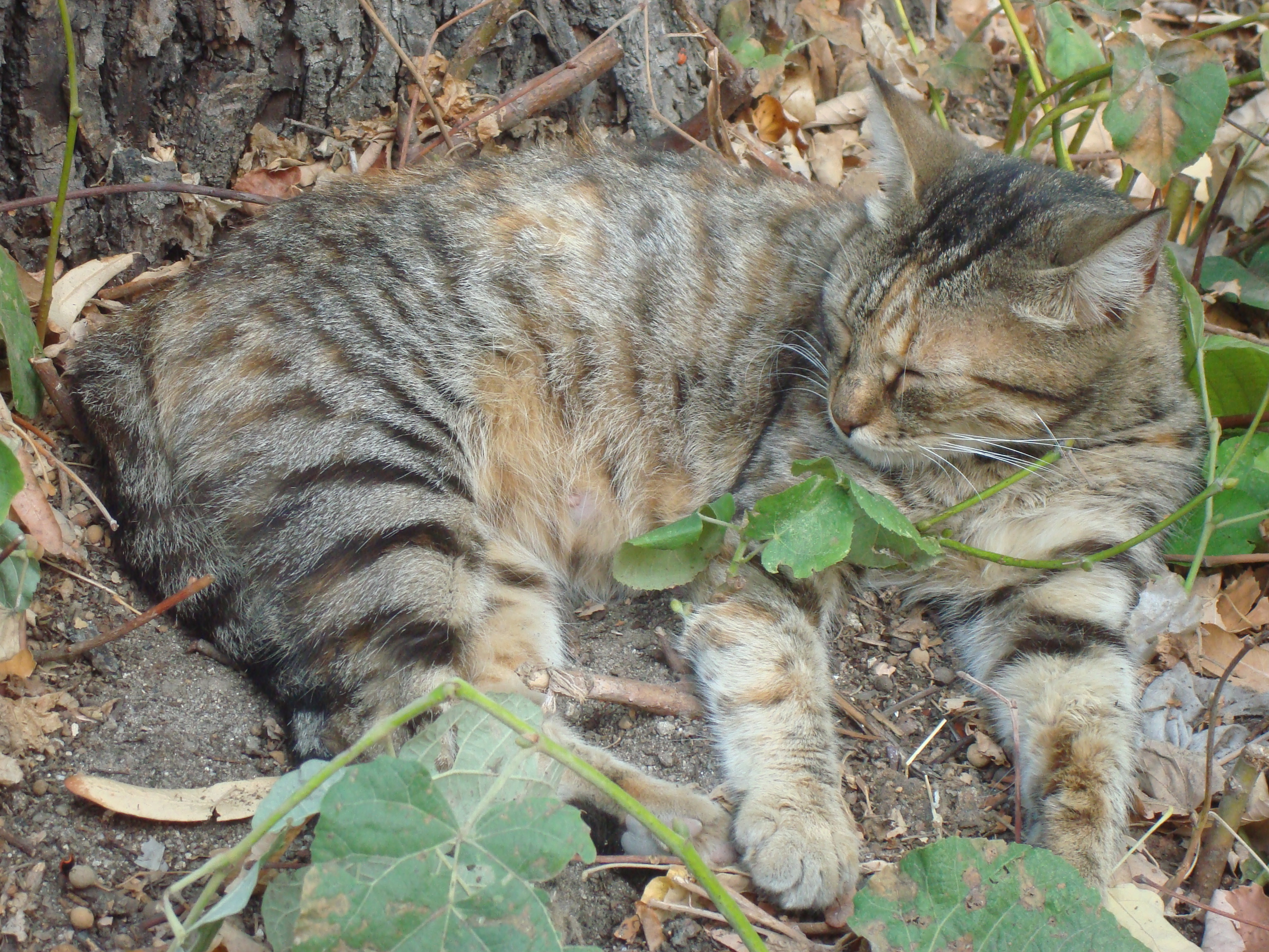 Sleeping street cat photo