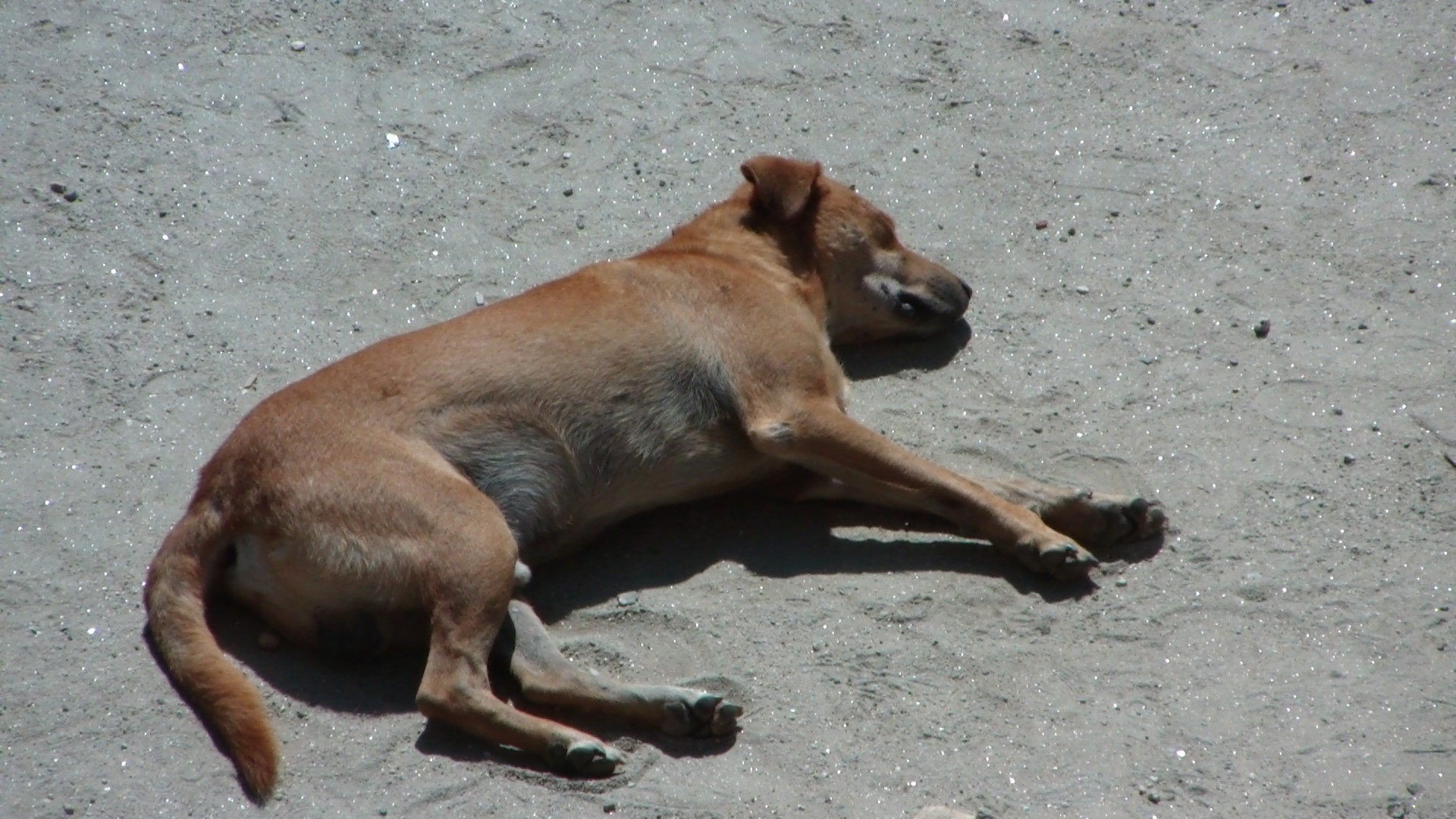 Sleeping Street Dog. Free Stock Photo - Public Domain Pictures