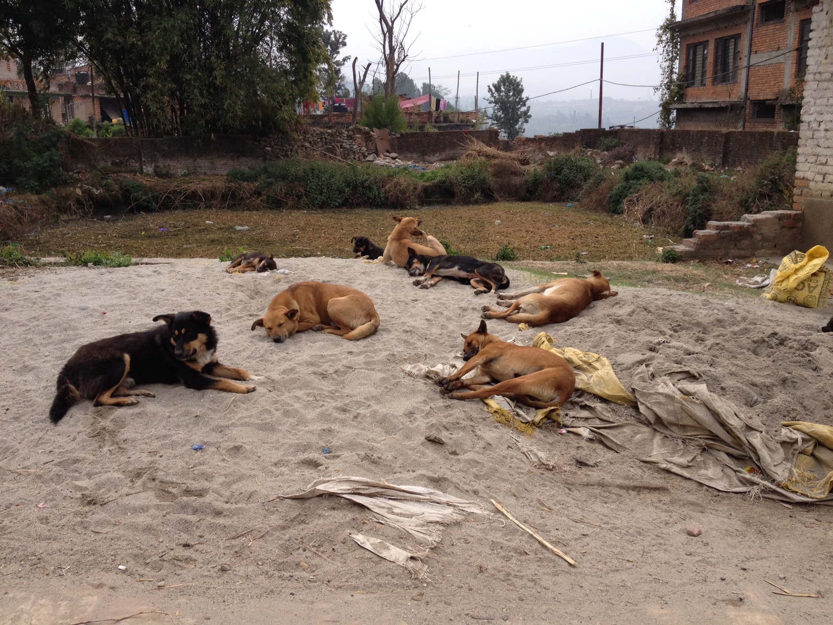 Worshipped yes — But in Nepal, it's a tough life to be a dog ...