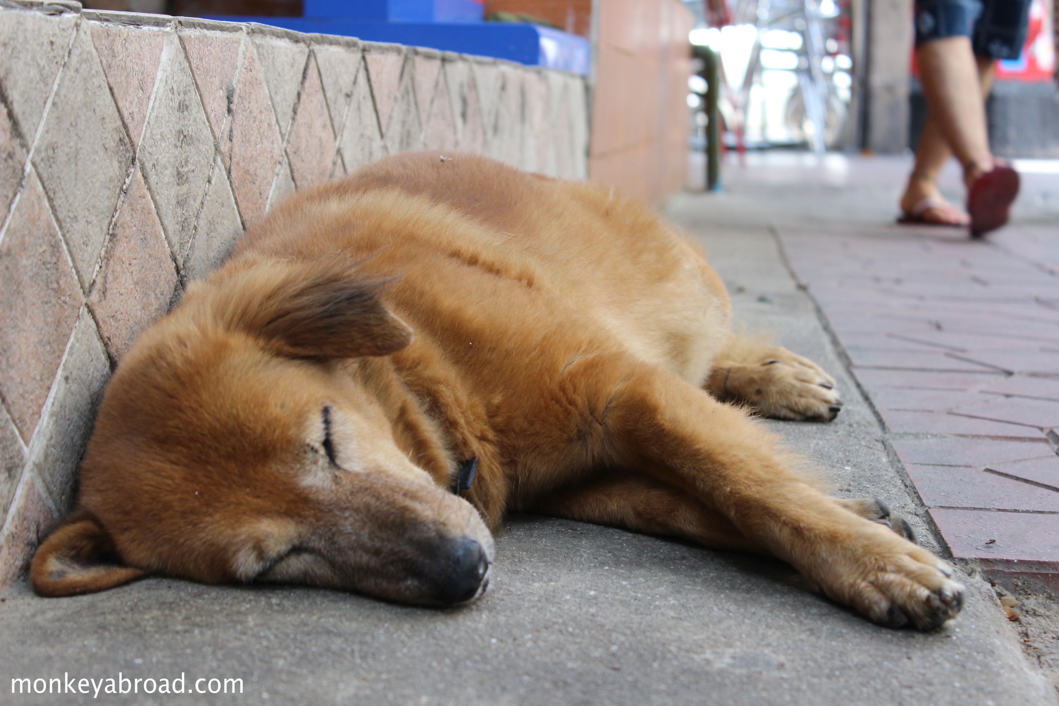 Thai Dog Sleeping - Monkey Abroad