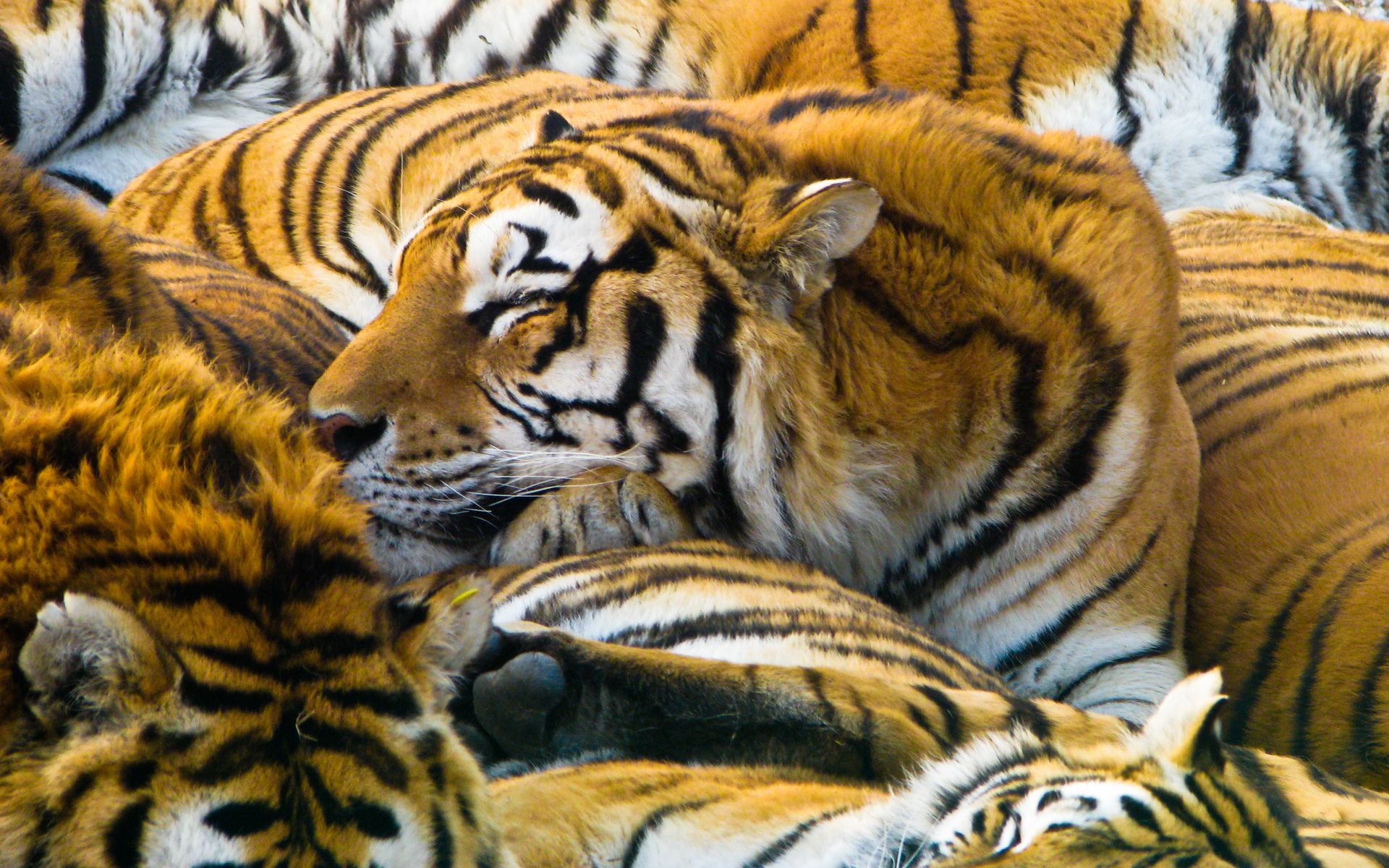 Sleeping Tigers #4186757, 1920x1200 | All For Desktop | tigers ...