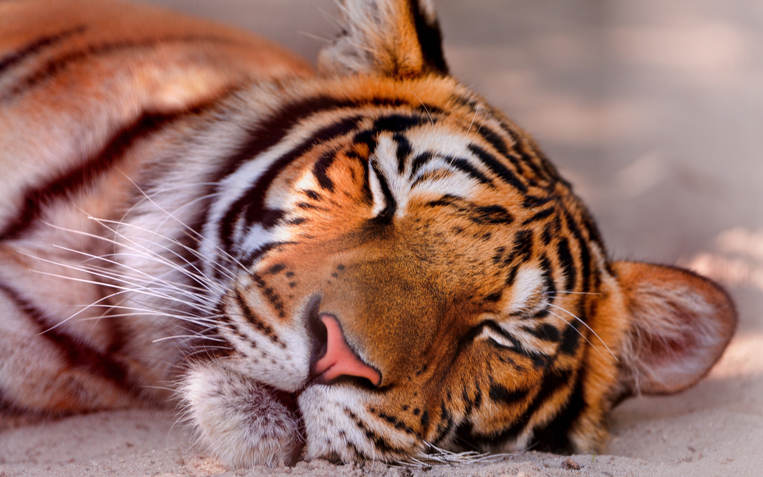 Sleeping Tiger | Cool Wallpapers