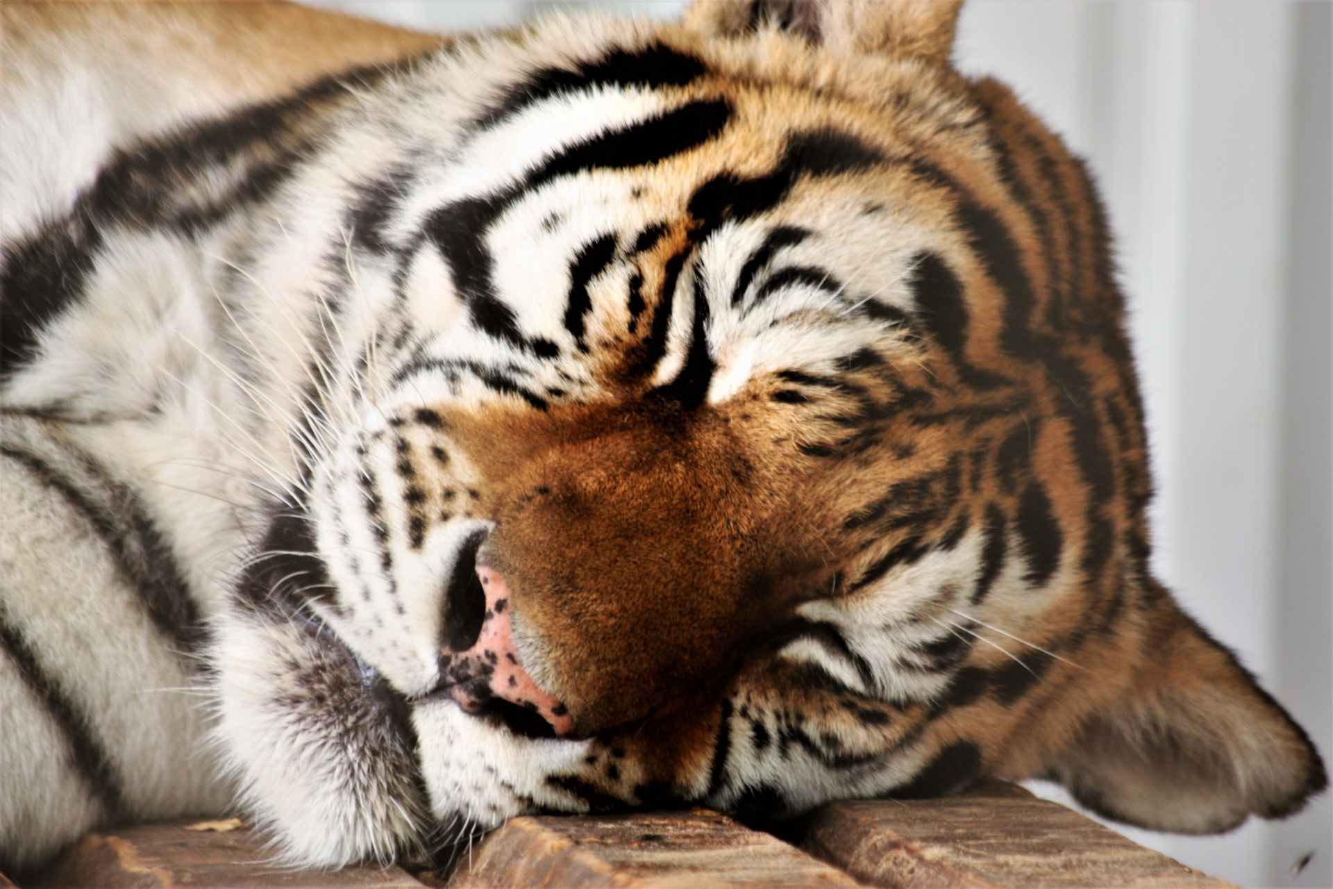 Sleeping Tiger Free Stock Photo - Public Domain Pictures