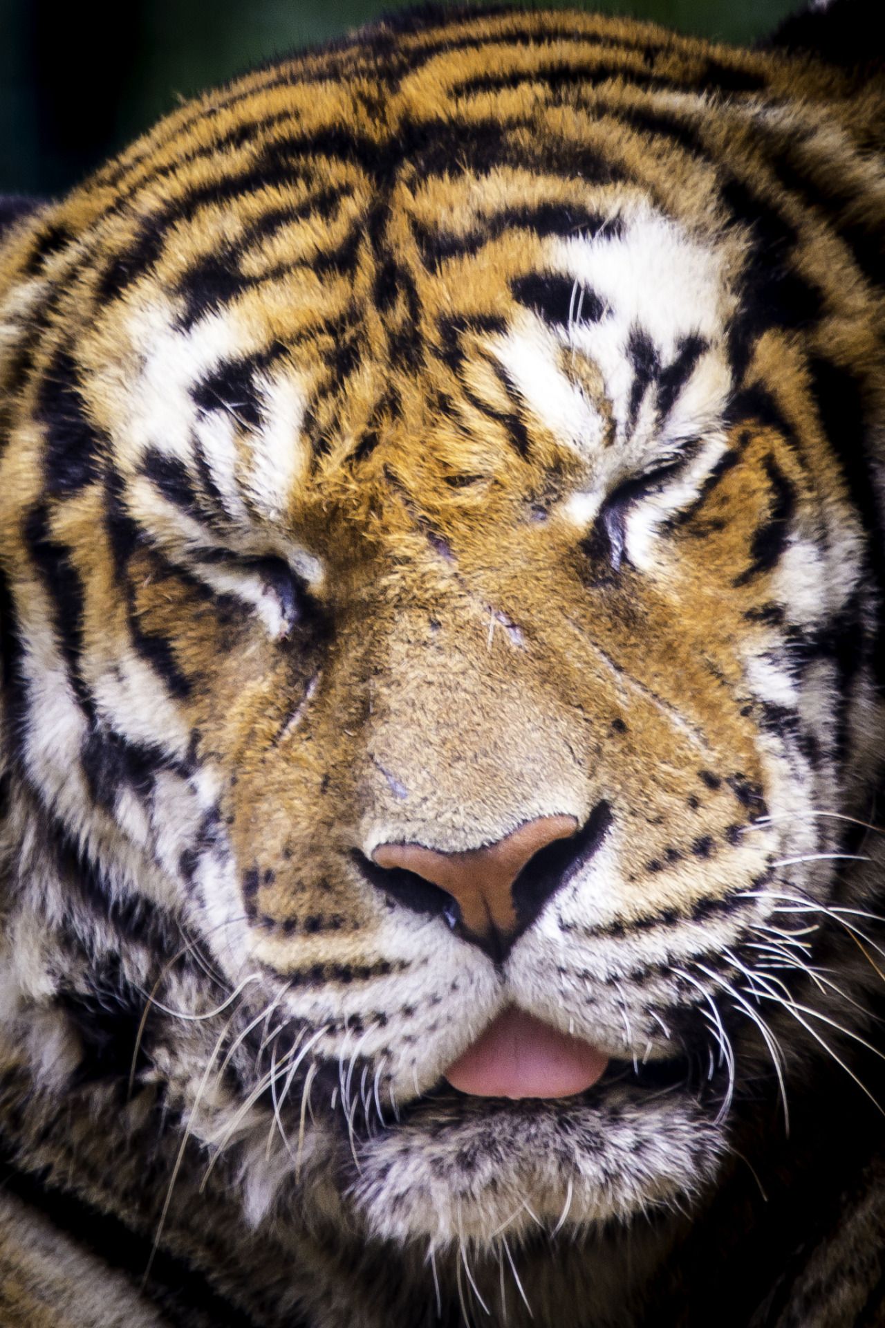 viewingwildlife: “ Sleeping Tiger by Alain Carels ” follow for more ...