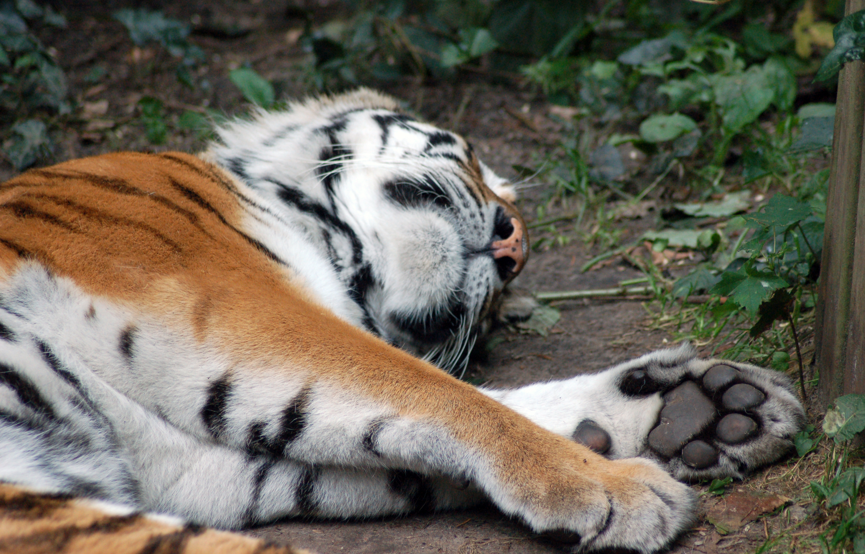 Sleeping tiger photo