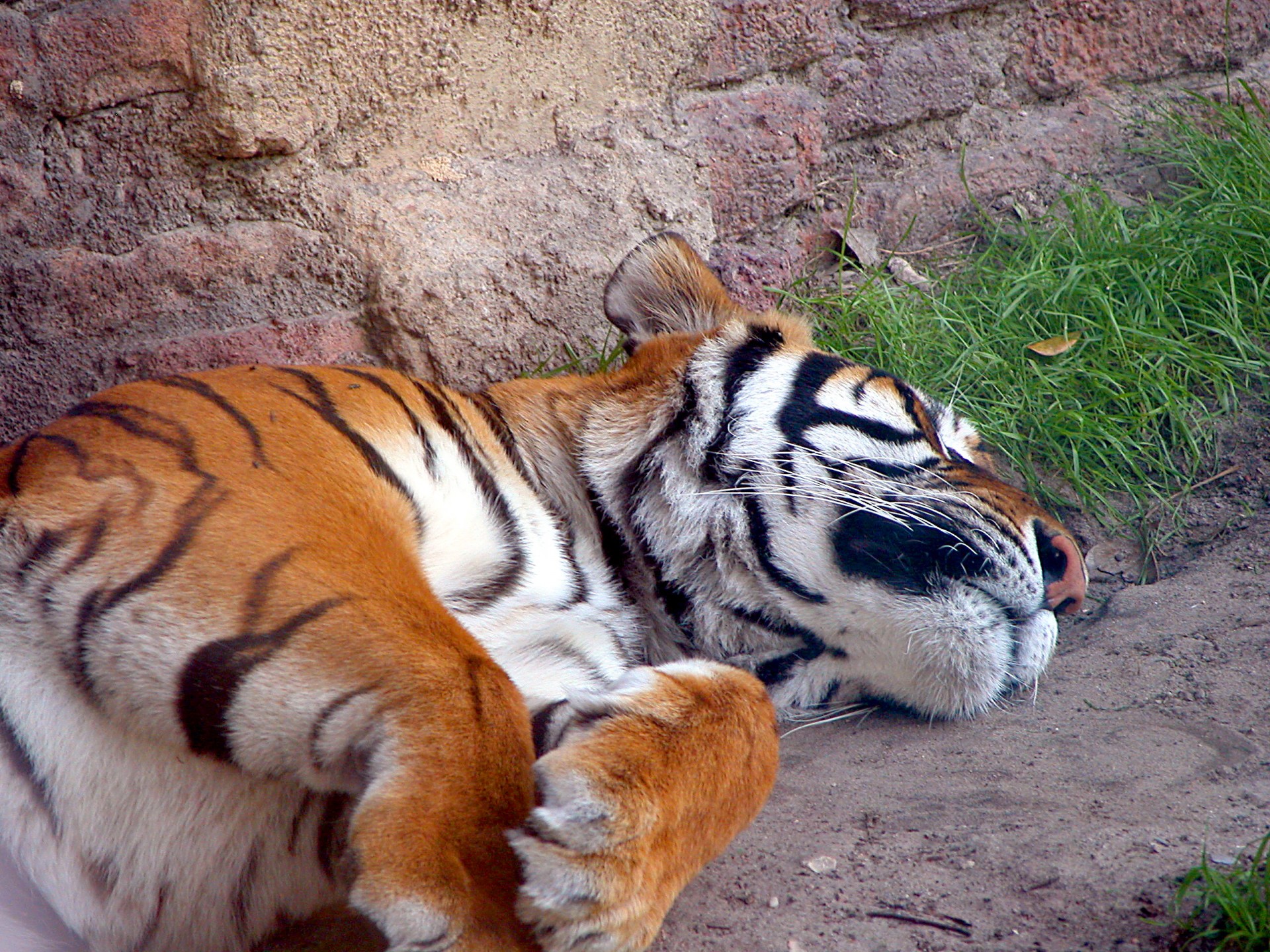 Sleeping Tiger Free Stock Photo - Public Domain Pictures