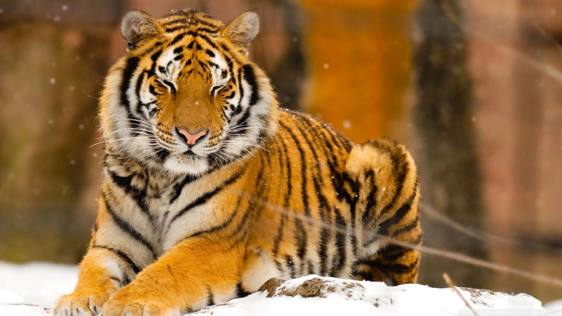 Wallpaper : animals, nature, snow, sleeping, tiger, wildlife, big ...