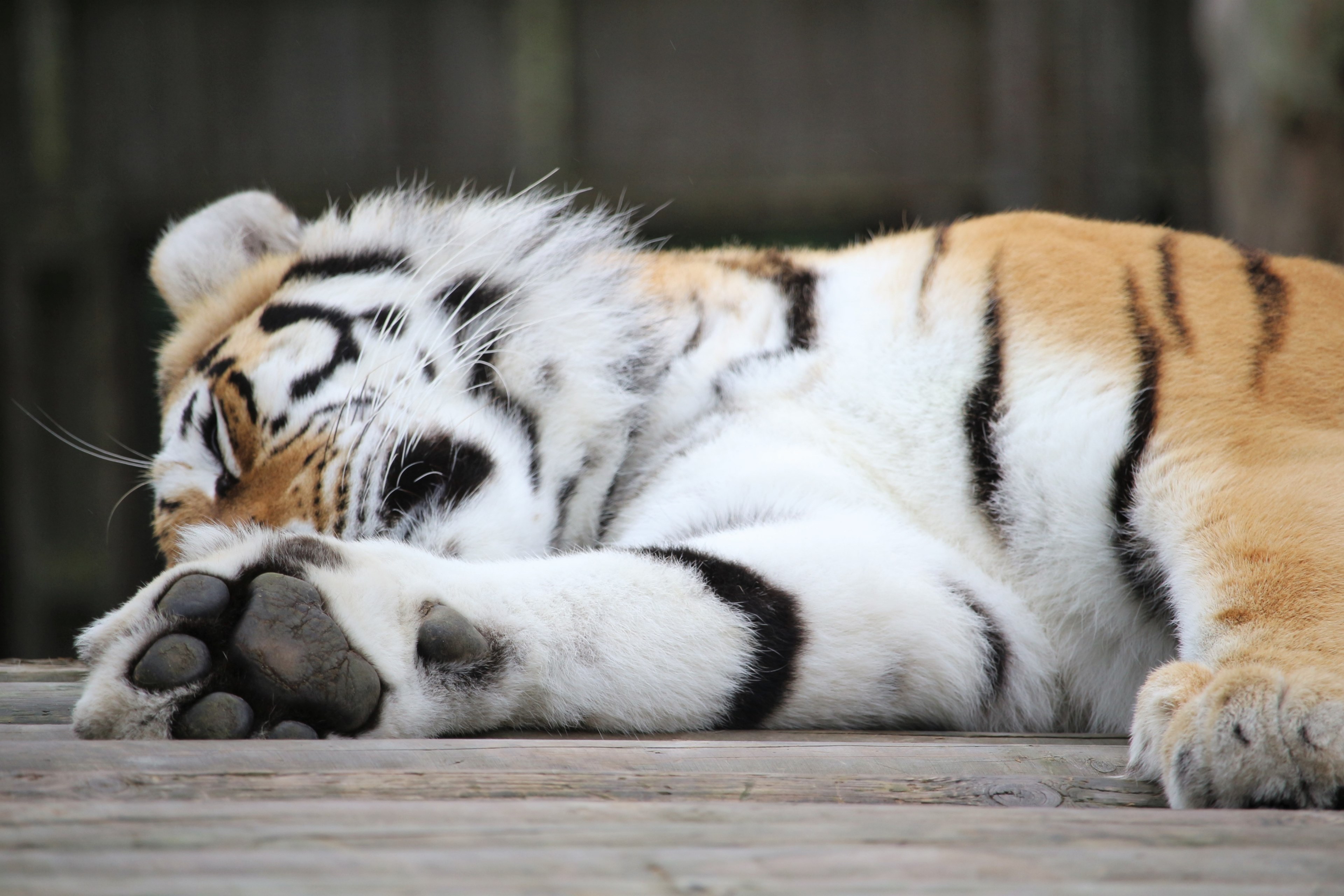 sleeping tiger 4k wallpaper and background