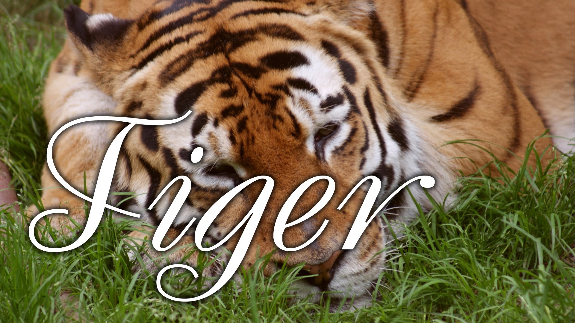 Are we pinching a sleeping tiger (Gita Daily) - YouTube