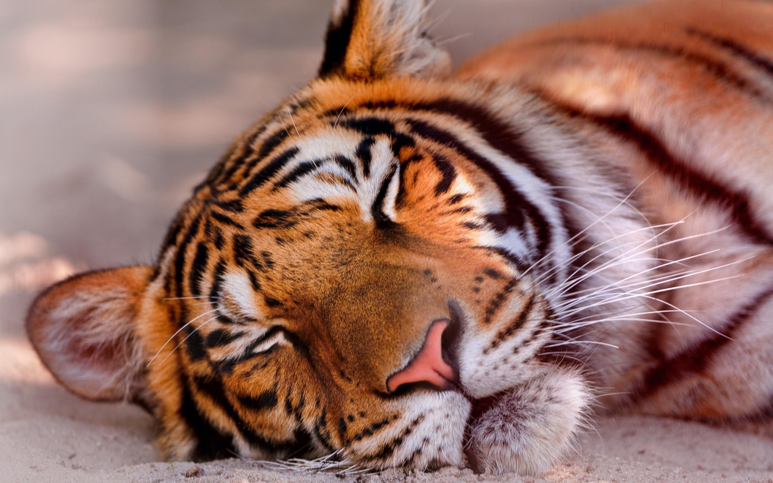 Sleeping Tiger HD desktop wallpaper : Widescreen : High Definition ...