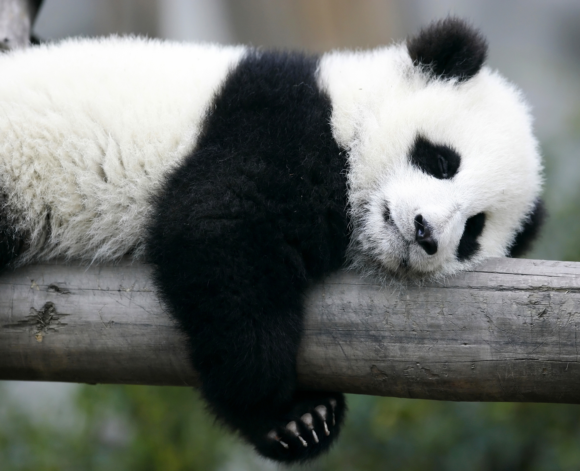 Sleepy Panda | Opticolour