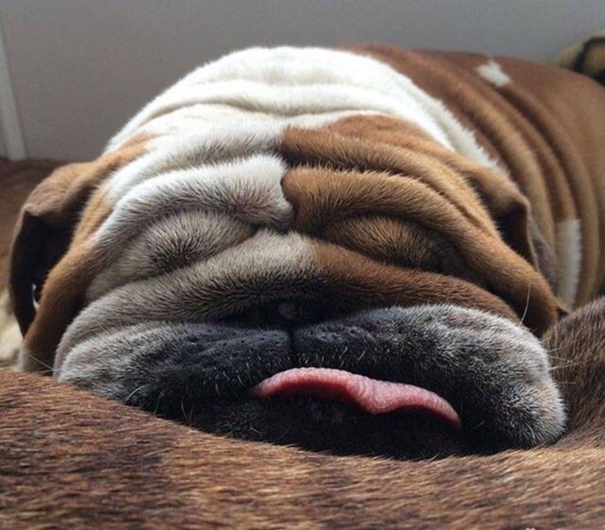 PsBattle: A sleepy dog : photoshopbattles