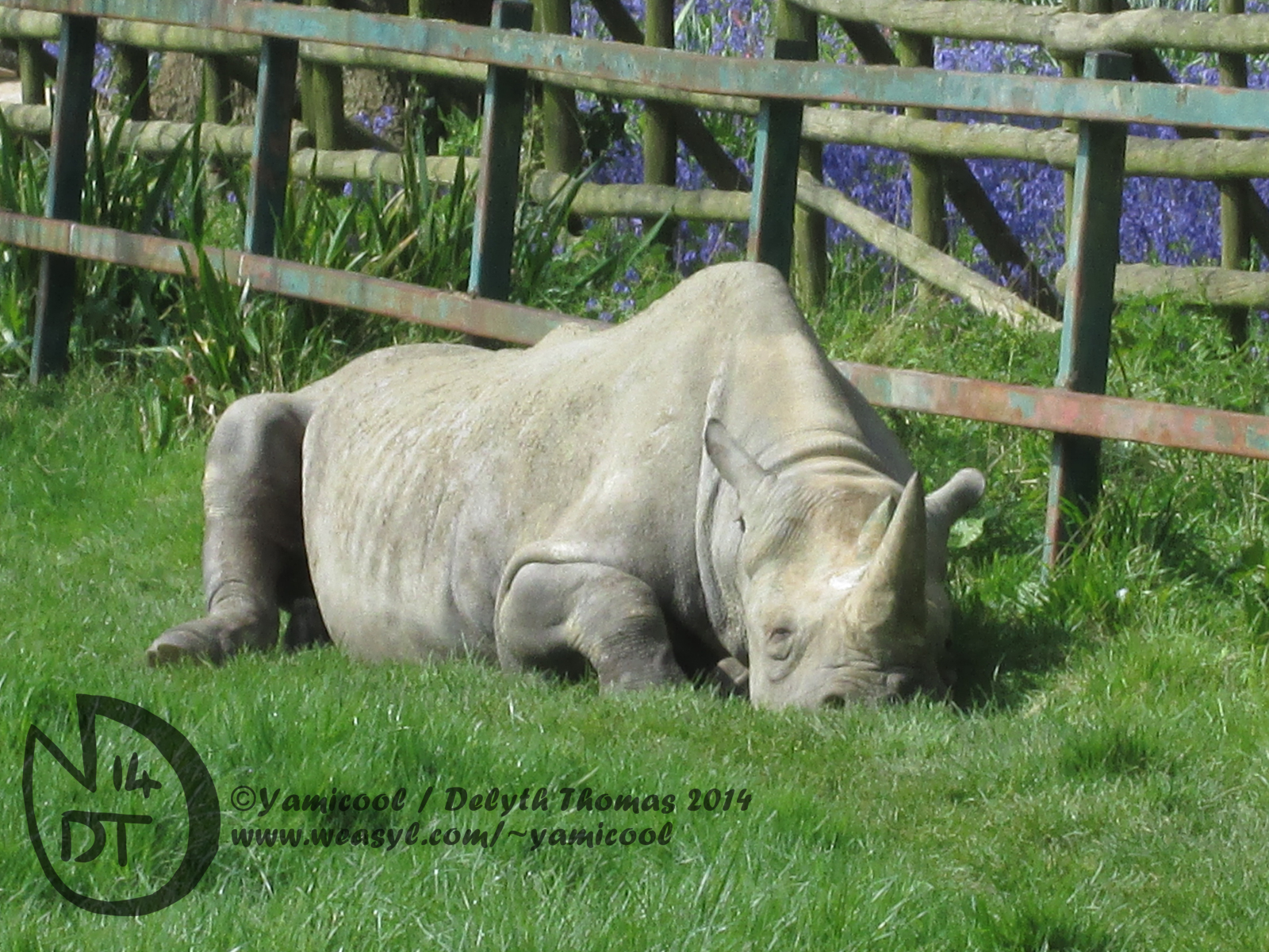 Sleepy rhino photo