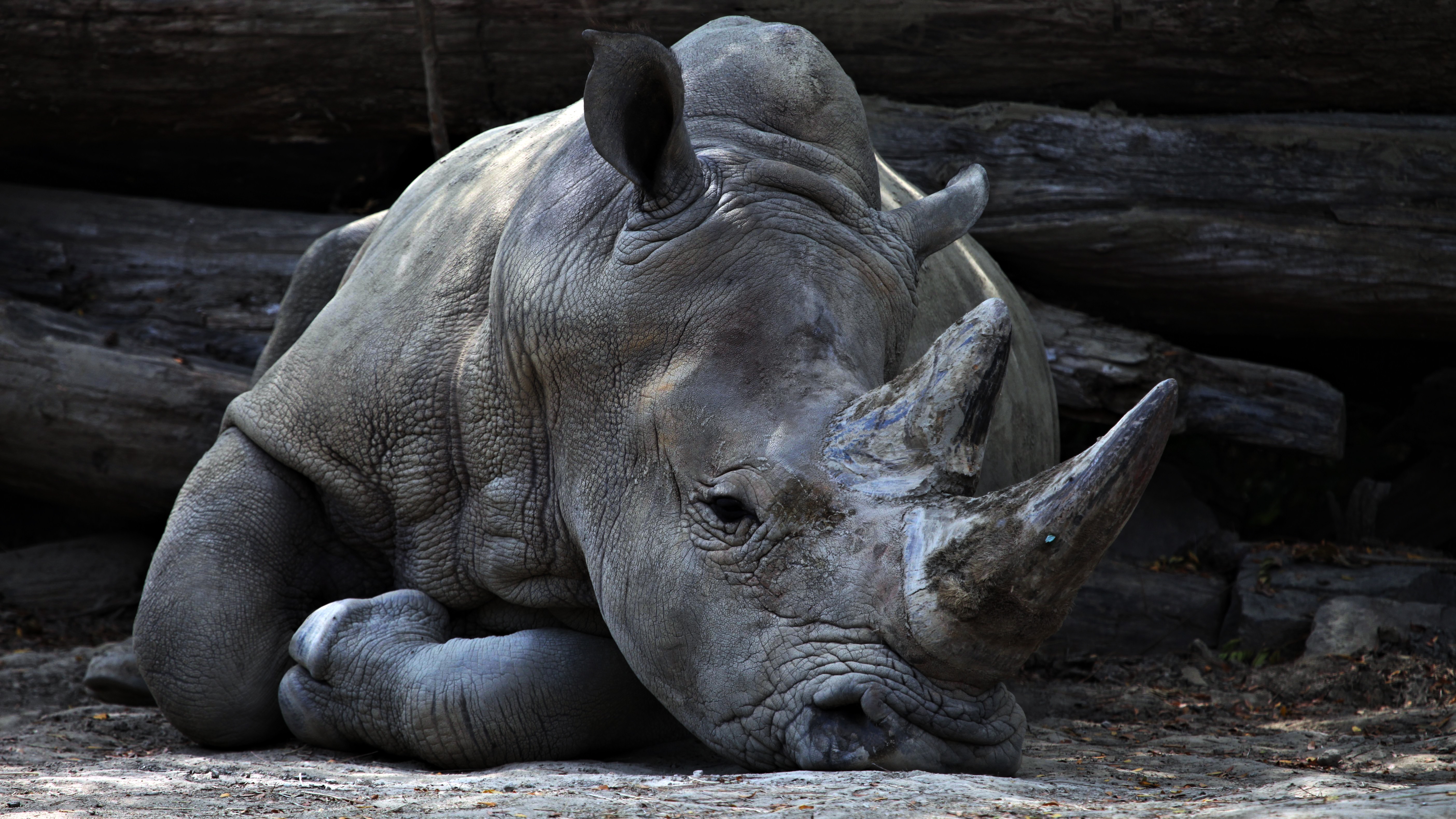 Sleepy Rhino - Sharon Livingstone Massage